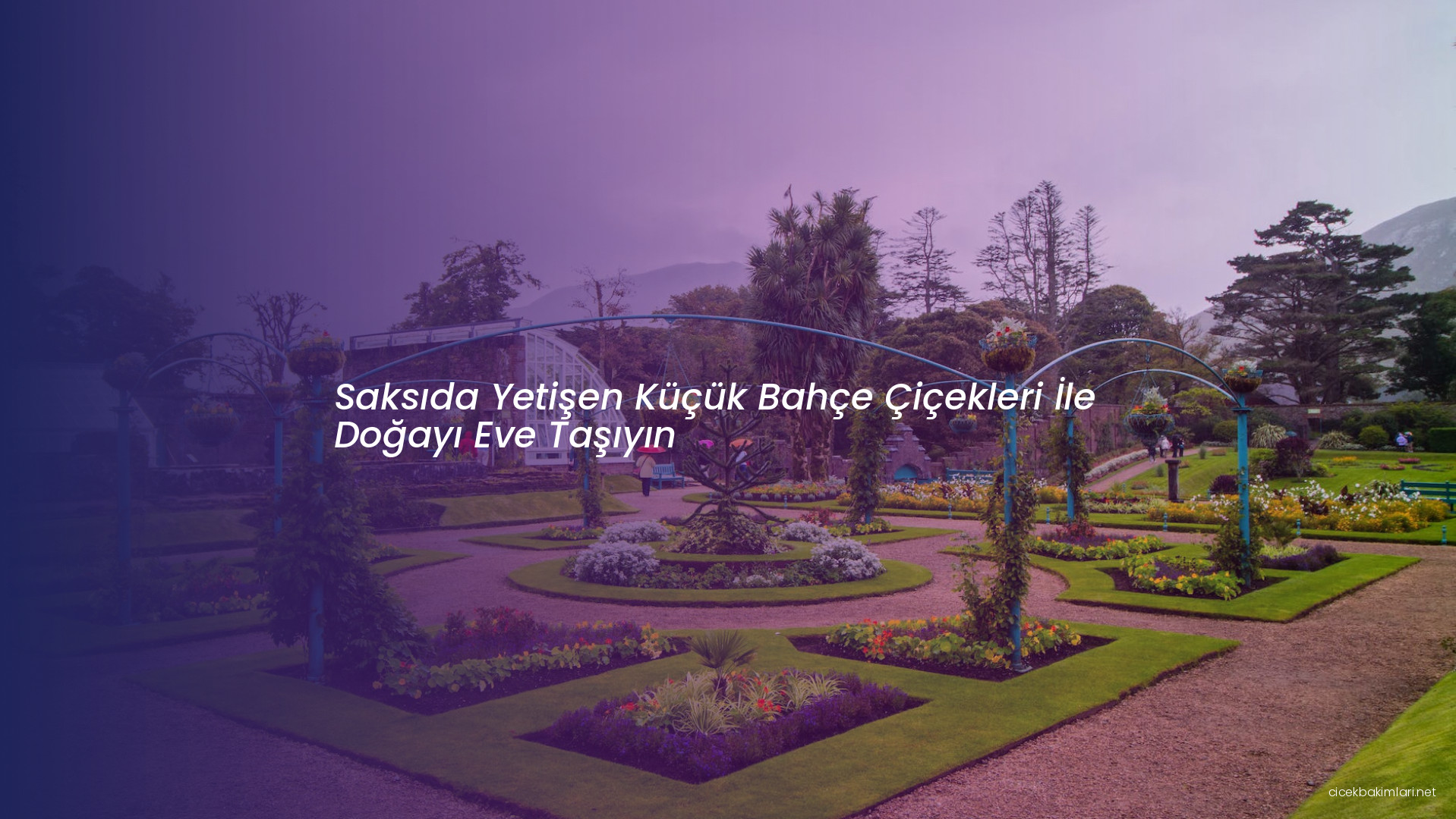 Saksıda Yetişen Küçük Bahçe Çiçekleri İle Doğayı Eve Taşıyın