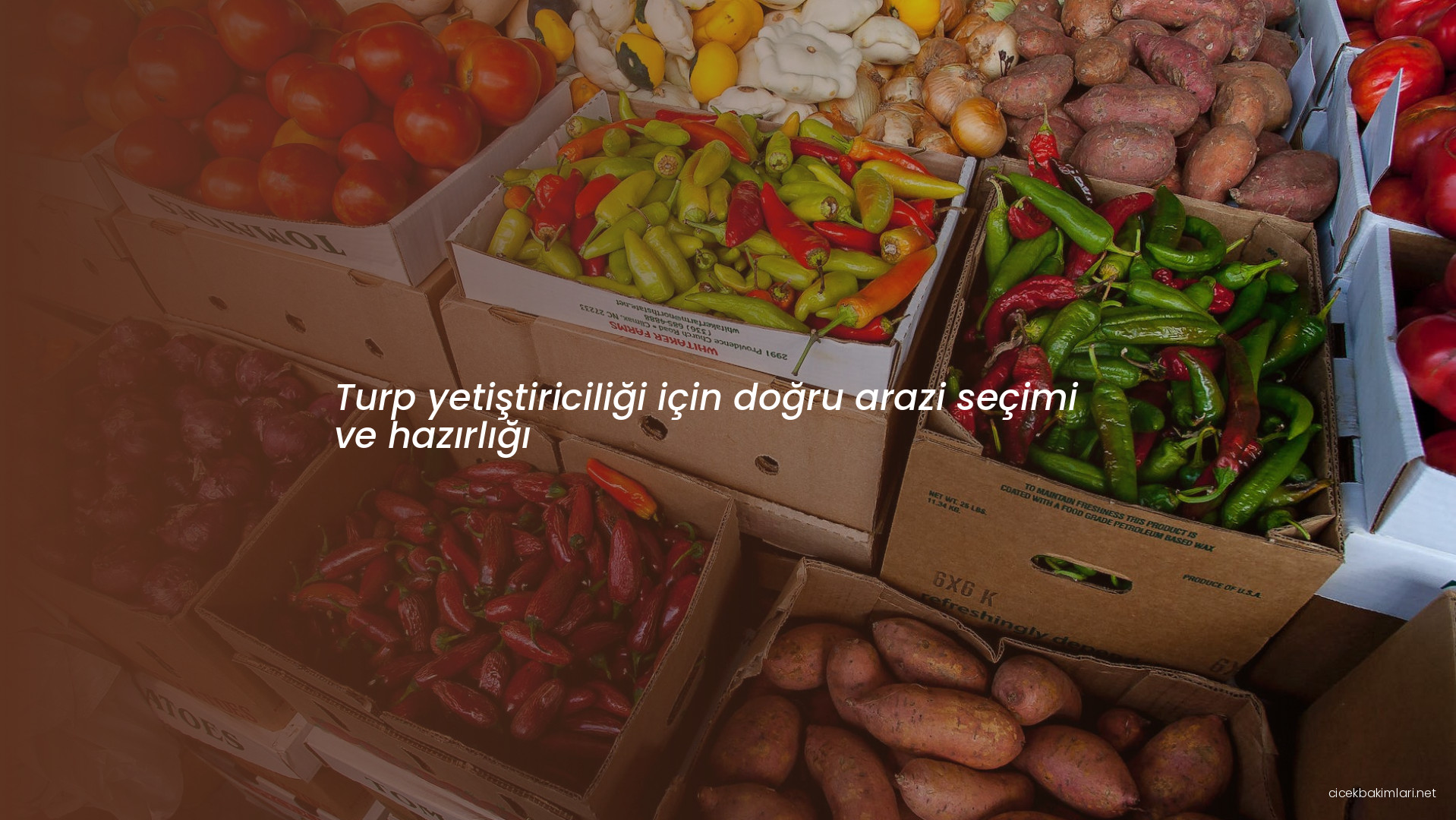 Turp yetiştiriciliği için doğru arazi seçimi ve hazırlığı