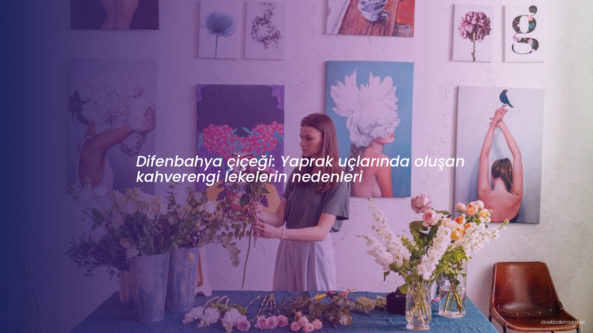 Difenbahya çiçeği: Yaprak uçlarında oluşan kahverengi lekelerin nedenleri