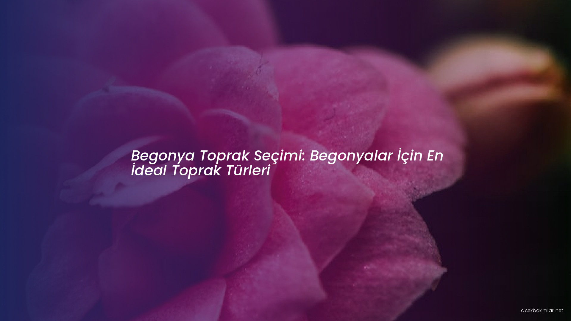 Begonya Toprak Seçimi: Begonyalar İçin En İdeal Toprak Türleri