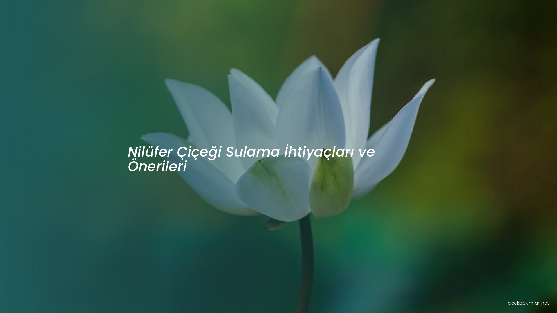 Nilüfer Çiçeği Sulama İhtiyaçları ve Önerileri