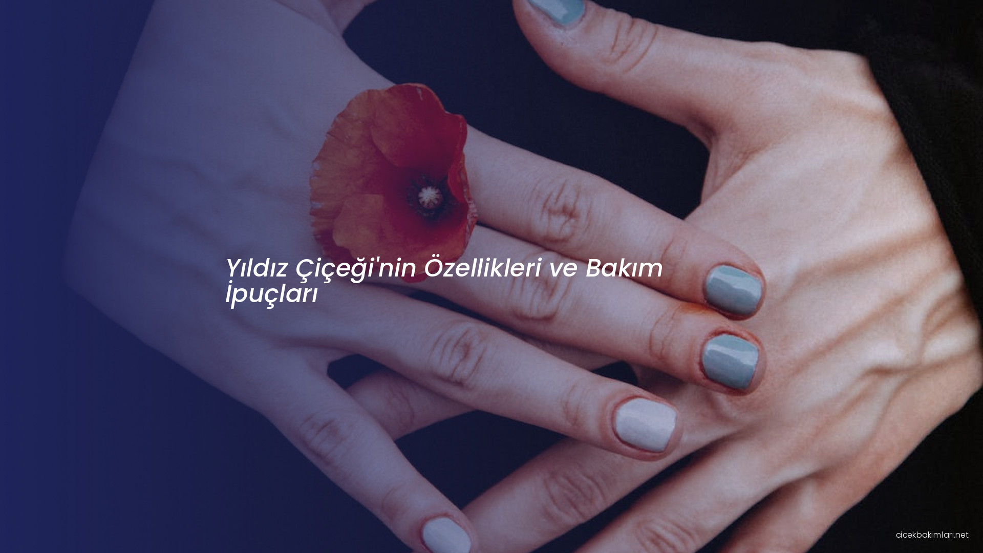 Yıldız Çiçeği'nin Özellikleri ve Bakım İpuçları