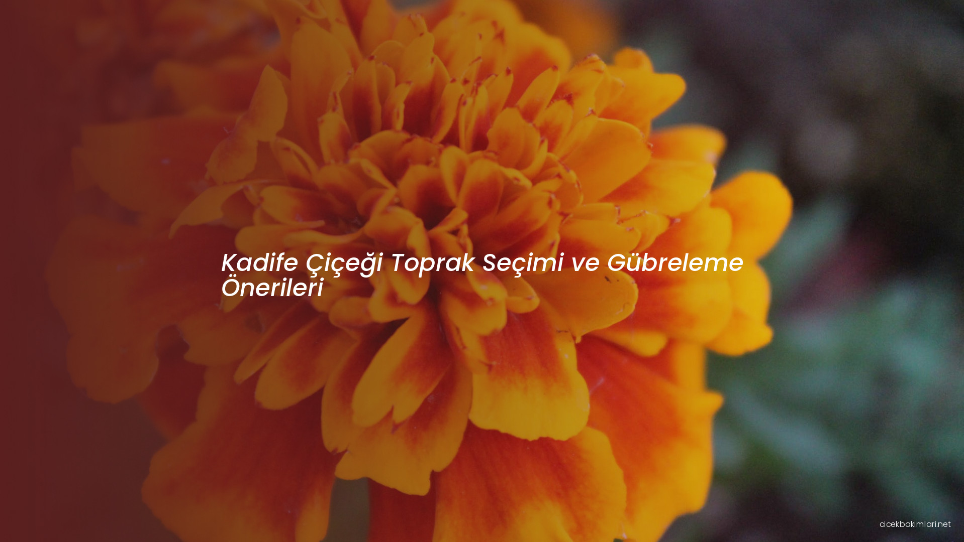 Kadife Çiçeği Toprak Seçimi ve Gübreleme Önerileri