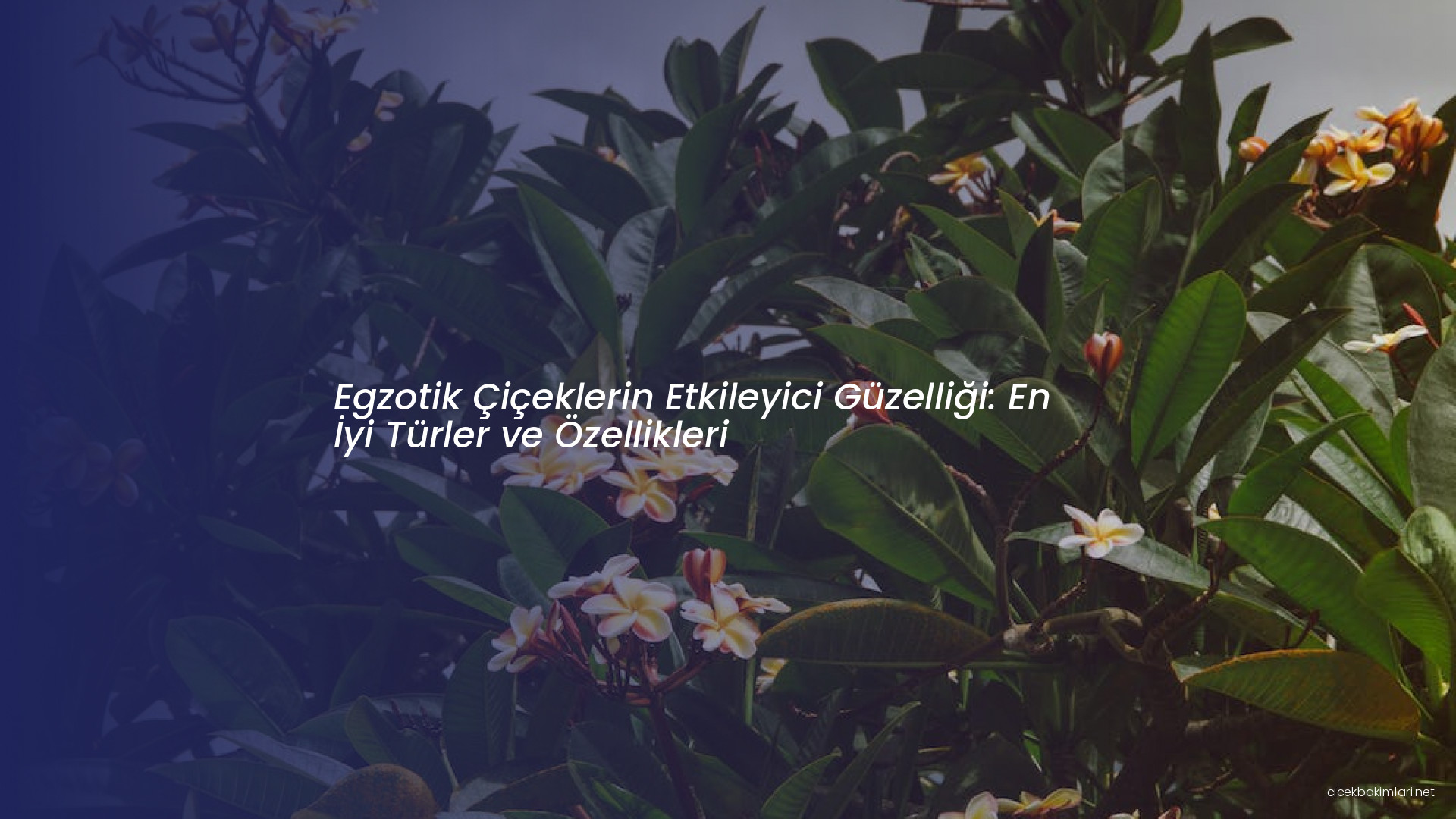 Egzotik Çiçeklerin Etkileyici Güzelliği: En İyi Türler ve Özellikleri