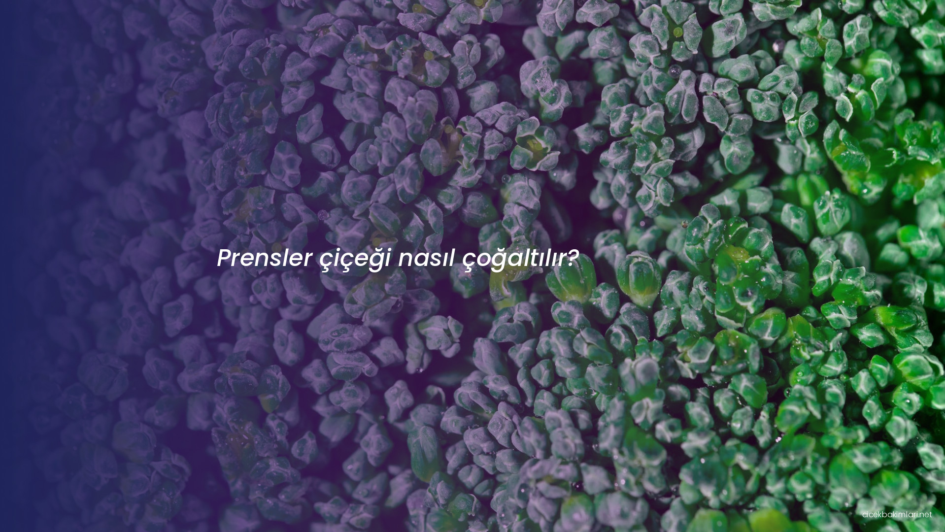 Prensler çiçeği nasıl çoğaltılır?