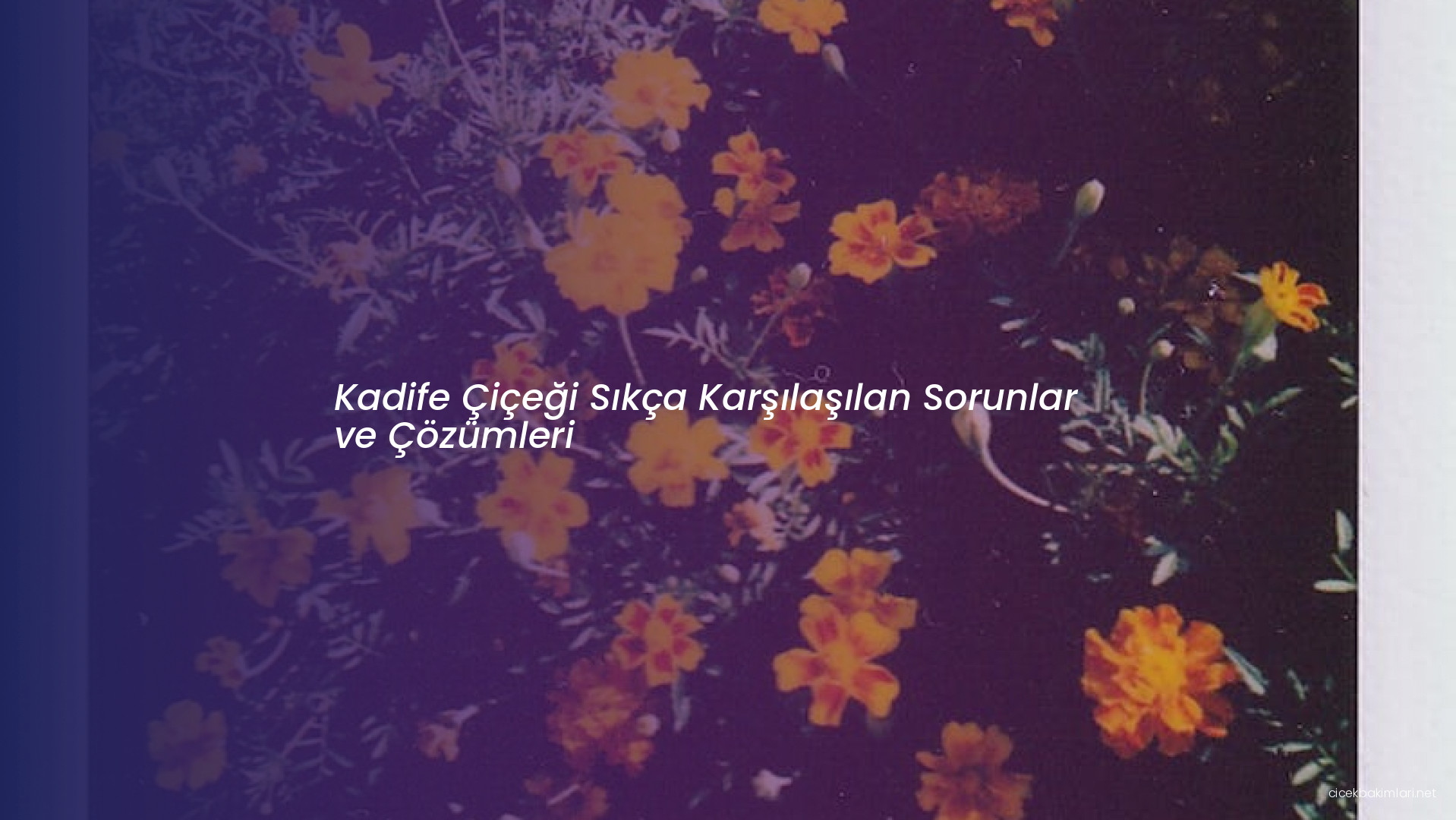 Kadife Çiçeği Sıkça Karşılaşılan Sorunlar ve Çözümleri