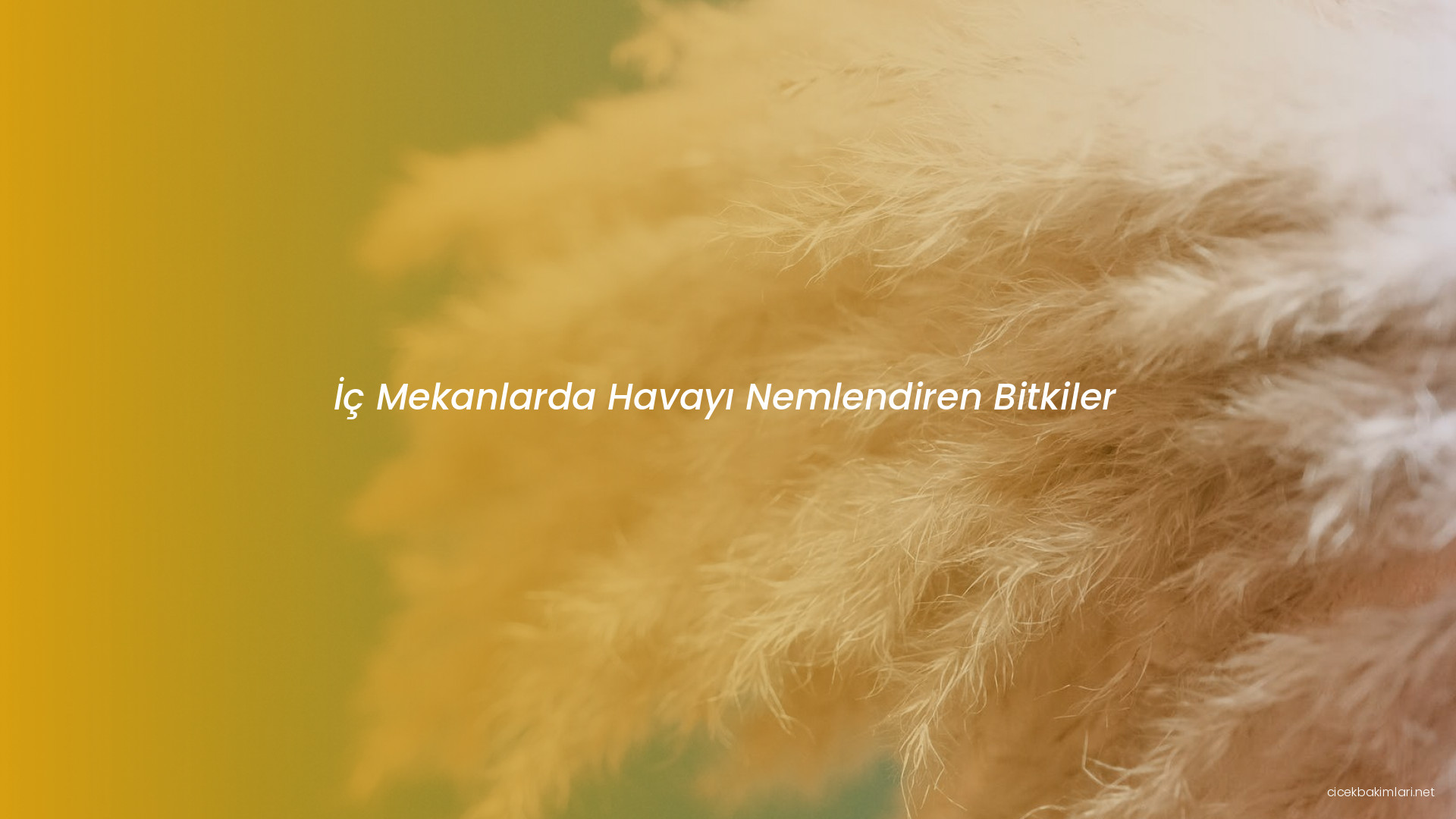 İç Mekanlarda Havayı Nemlendiren Bitkiler