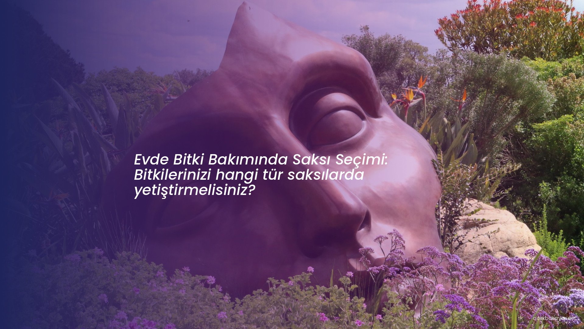 Evde Bitki Bakımında Saksı Seçimi: Bitkilerinizi hangi tür saksılarda yetiştirmelisiniz?