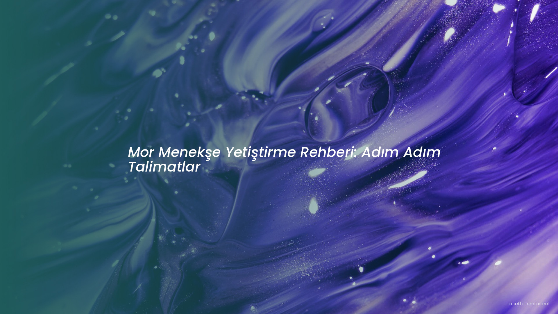 Mor Menekşe Yetiştirme Rehberi: Adım Adım Talimatlar