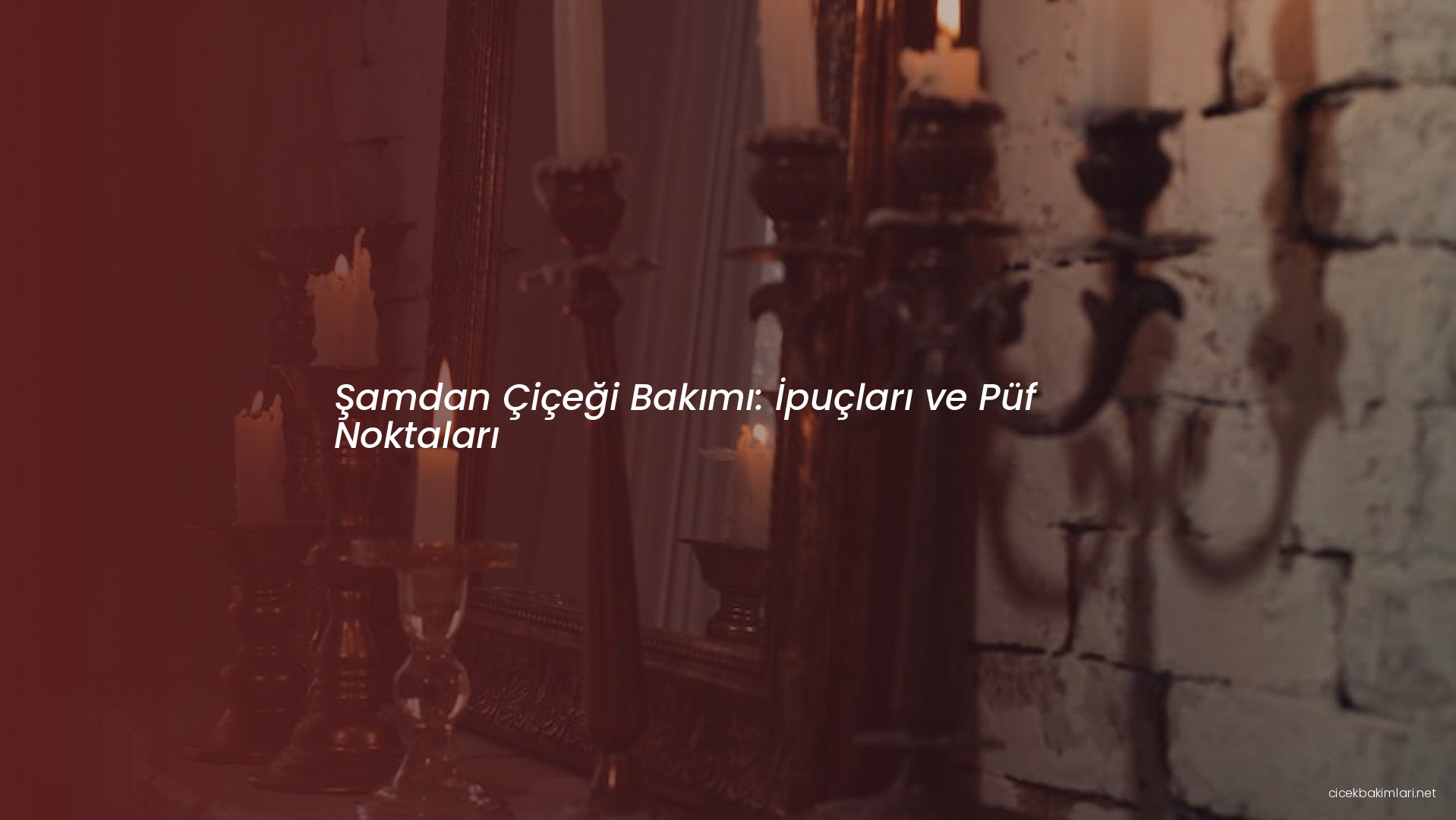 Şamdan Çiçeği Bakımı: İpuçları ve Püf Noktaları