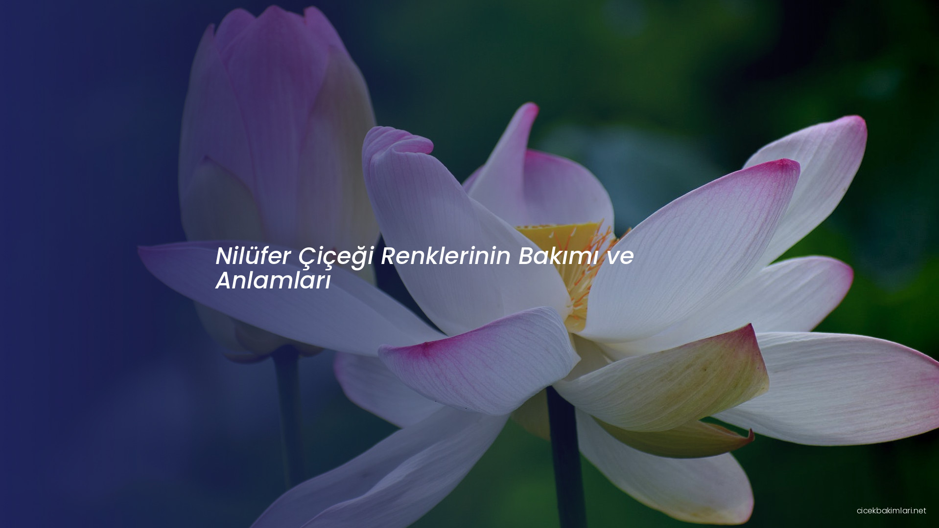 Nilüfer Çiçeği Renklerinin Bakımı ve Anlamları