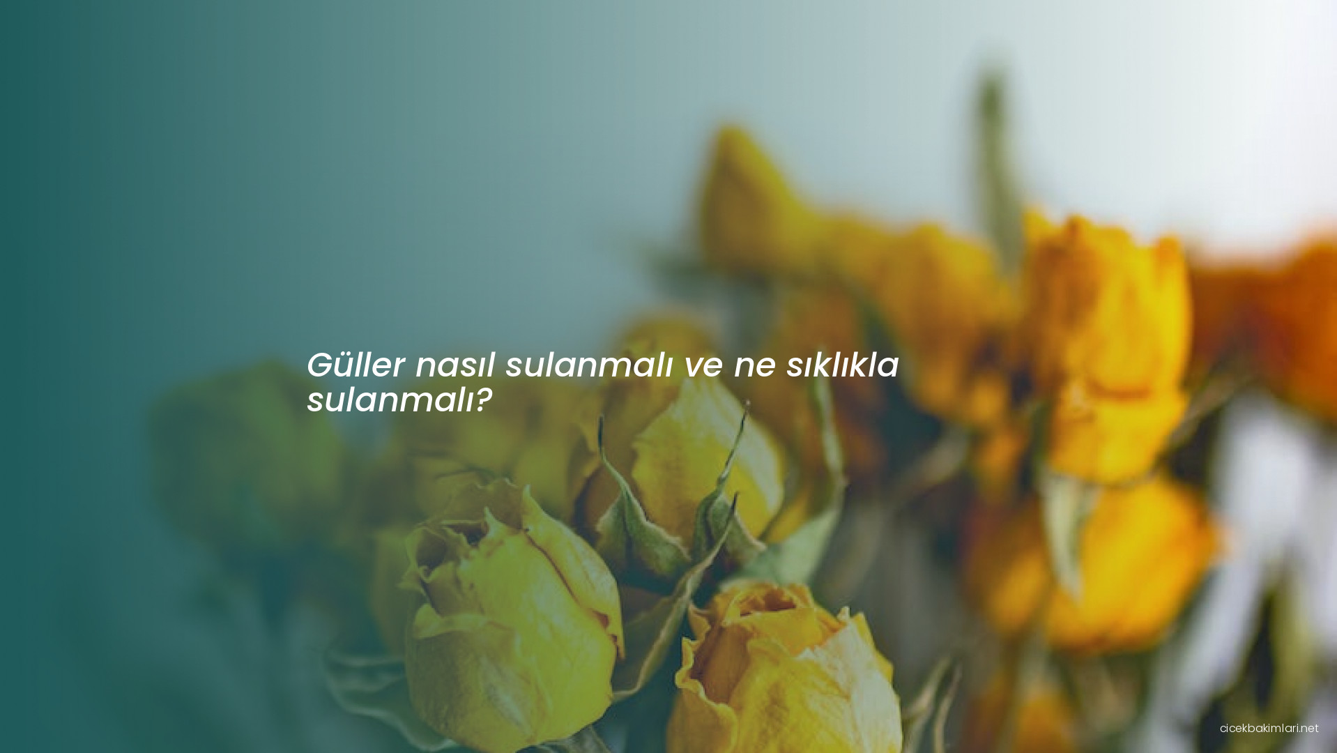 Güller nasıl sulanmalı ve ne sıklıkla sulanmalı?