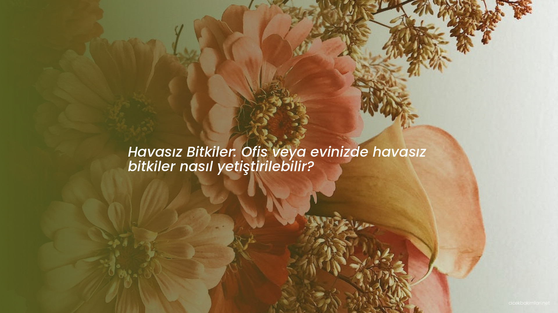 Havasız Bitkiler: Ofis veya evinizde havasız bitkiler nasıl yetiştirilebilir?