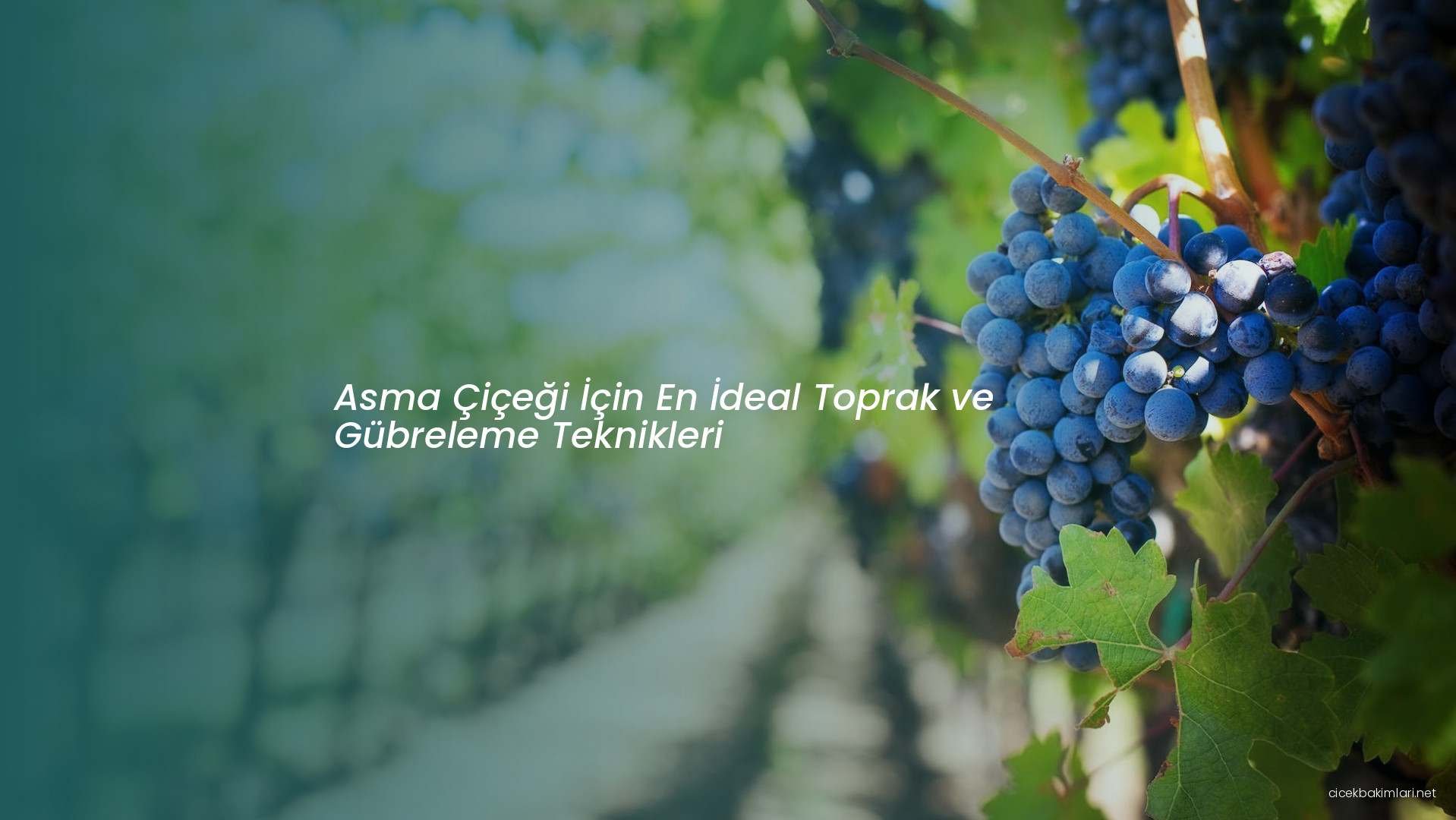 Asma Çiçeği İçin En İdeal Toprak ve Gübreleme Teknikleri