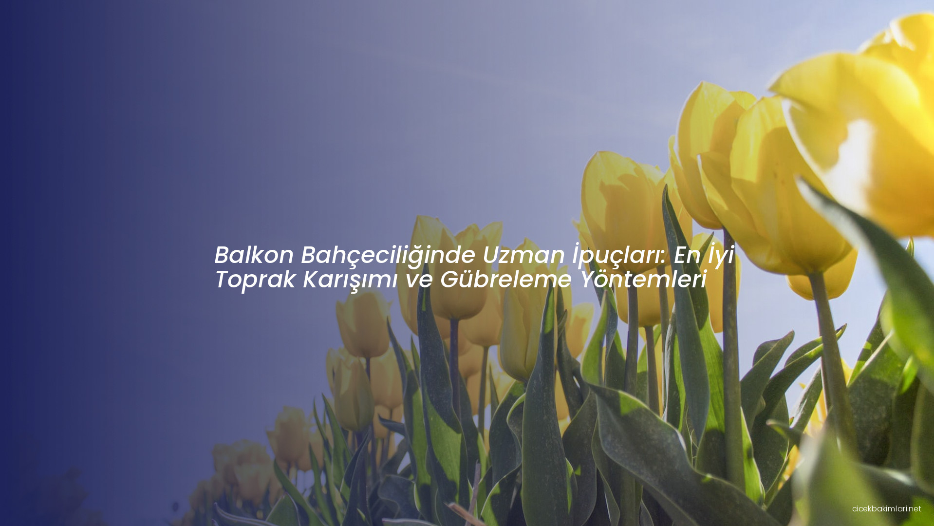 Balkon Bahçeciliğinde Uzman İpuçları: En İyi Toprak Karışımı ve Gübreleme Yöntemleri