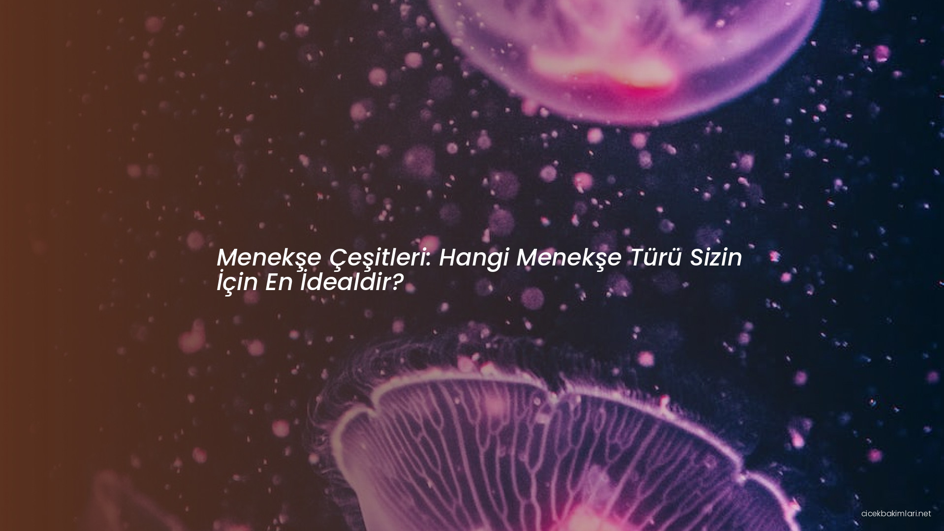 Menekşe Çeşitleri: Hangi Menekşe Türü Sizin İçin En İdealdir?