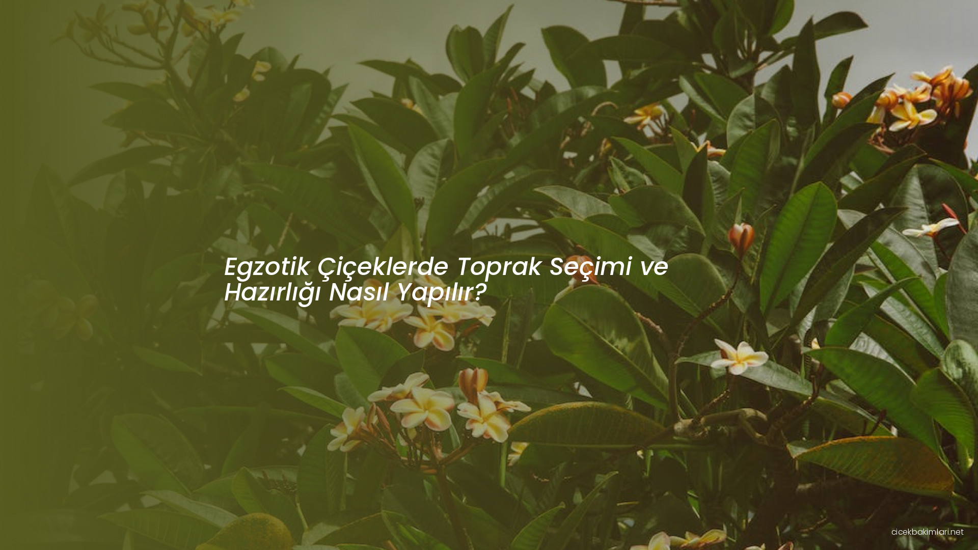 Egzotik Çiçeklerde Toprak Seçimi ve Hazırlığı Nasıl Yapılır?