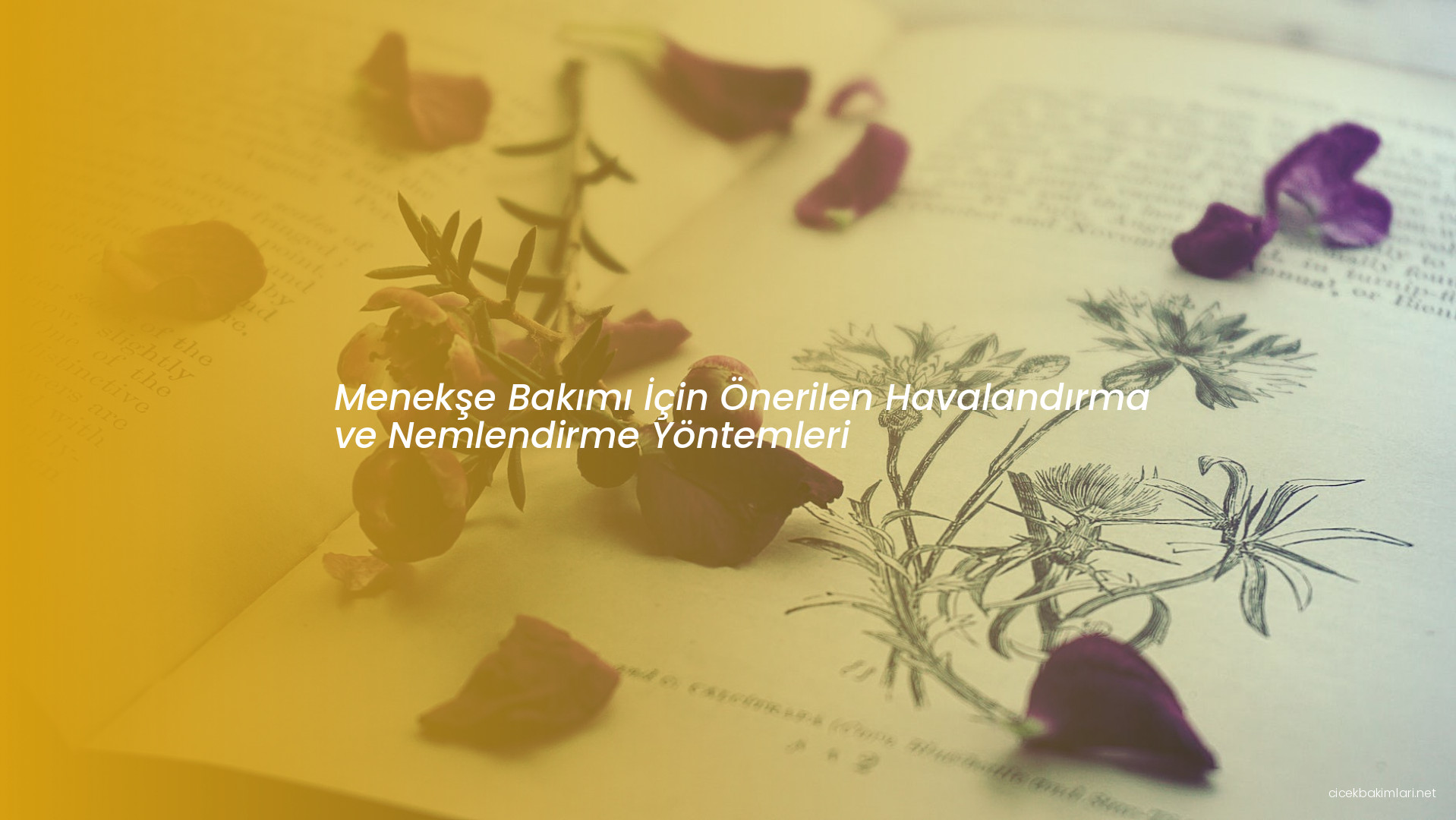 Menekşe Bakımı İçin Önerilen Havalandırma ve Nemlendirme Yöntemleri