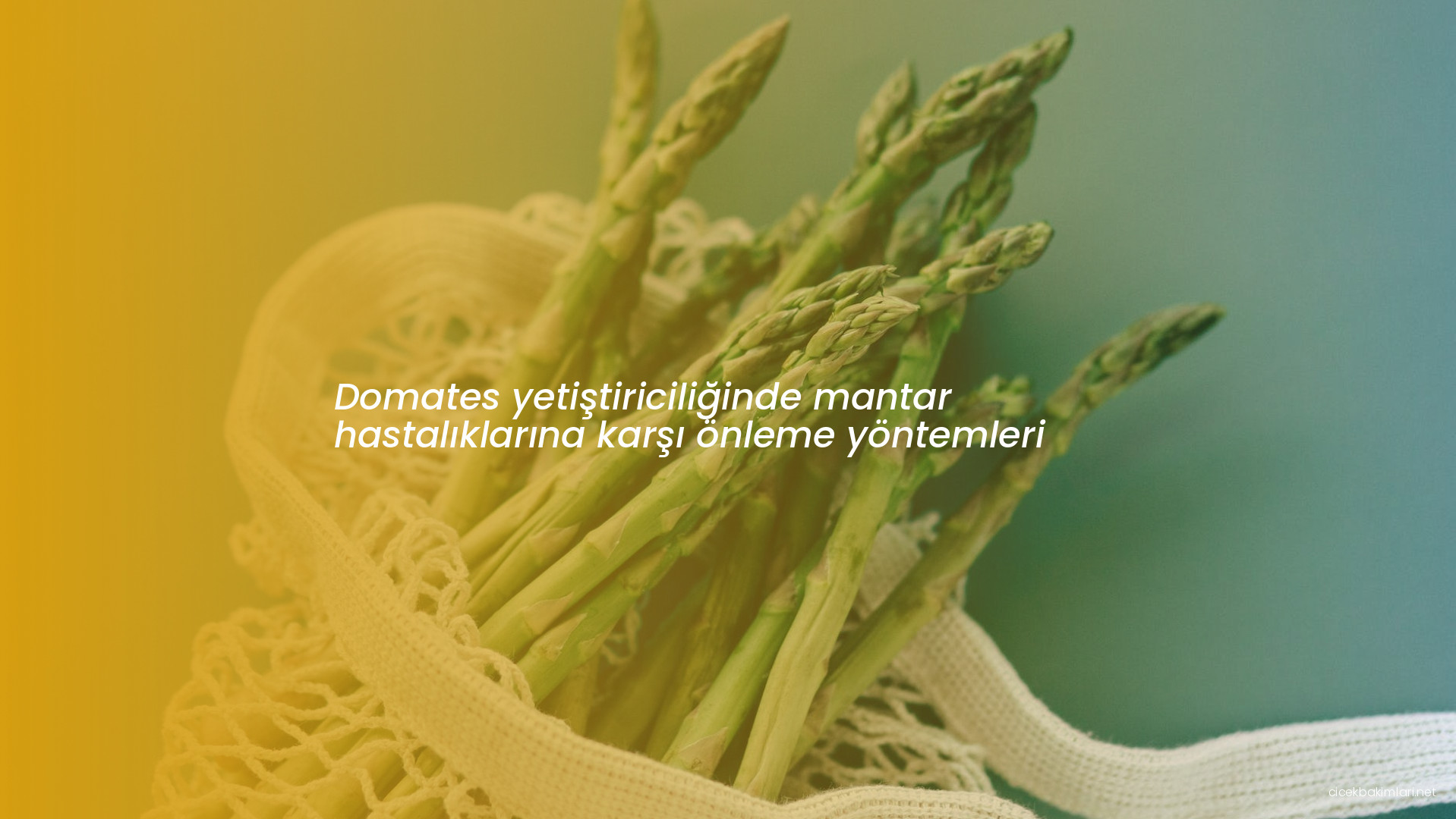 Domates yetiştiriciliğinde mantar hastalıklarına karşı önleme yöntemleri