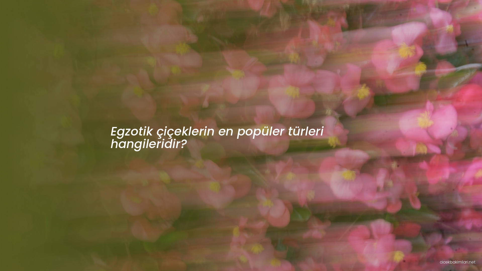 Egzotik çiçeklerin en popüler türleri hangileridir?