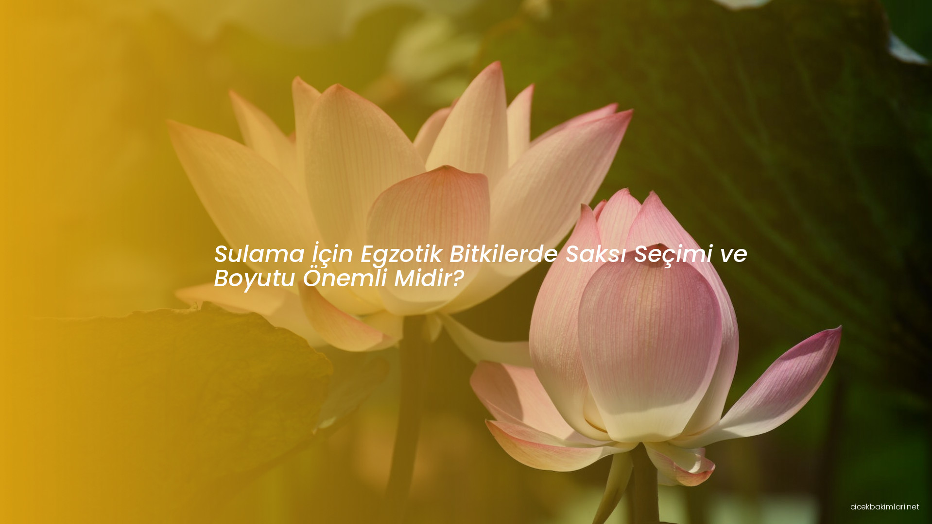 Sulama İçin Egzotik Bitkilerde Saksı Seçimi ve Boyutu Önemli Midir?