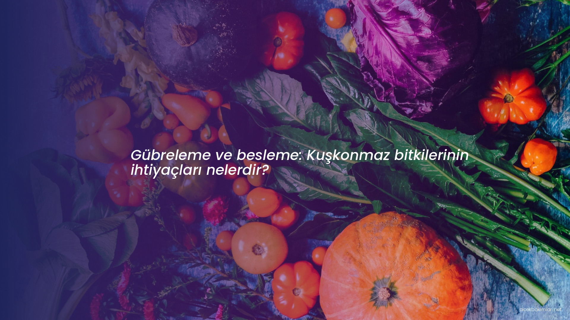 Gübreleme ve besleme: Kuşkonmaz bitkilerinin ihtiyaçları nelerdir?