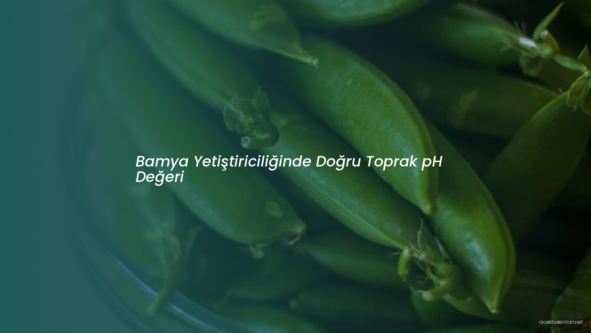 Bamya Yetiştiriciliğinde Doğru Toprak pH Değeri