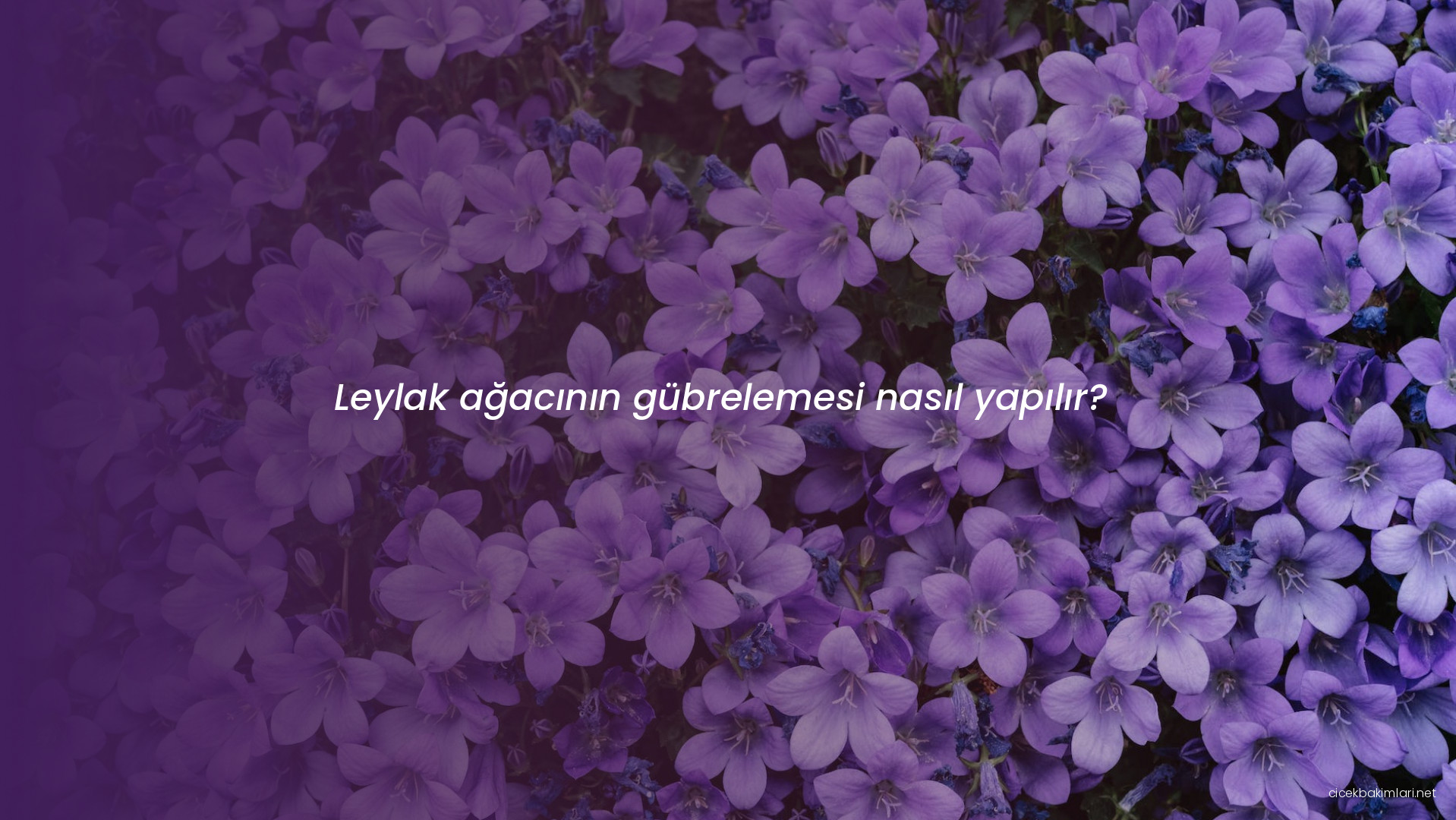 Leylak ağacının gübrelemesi nasıl yapılır?