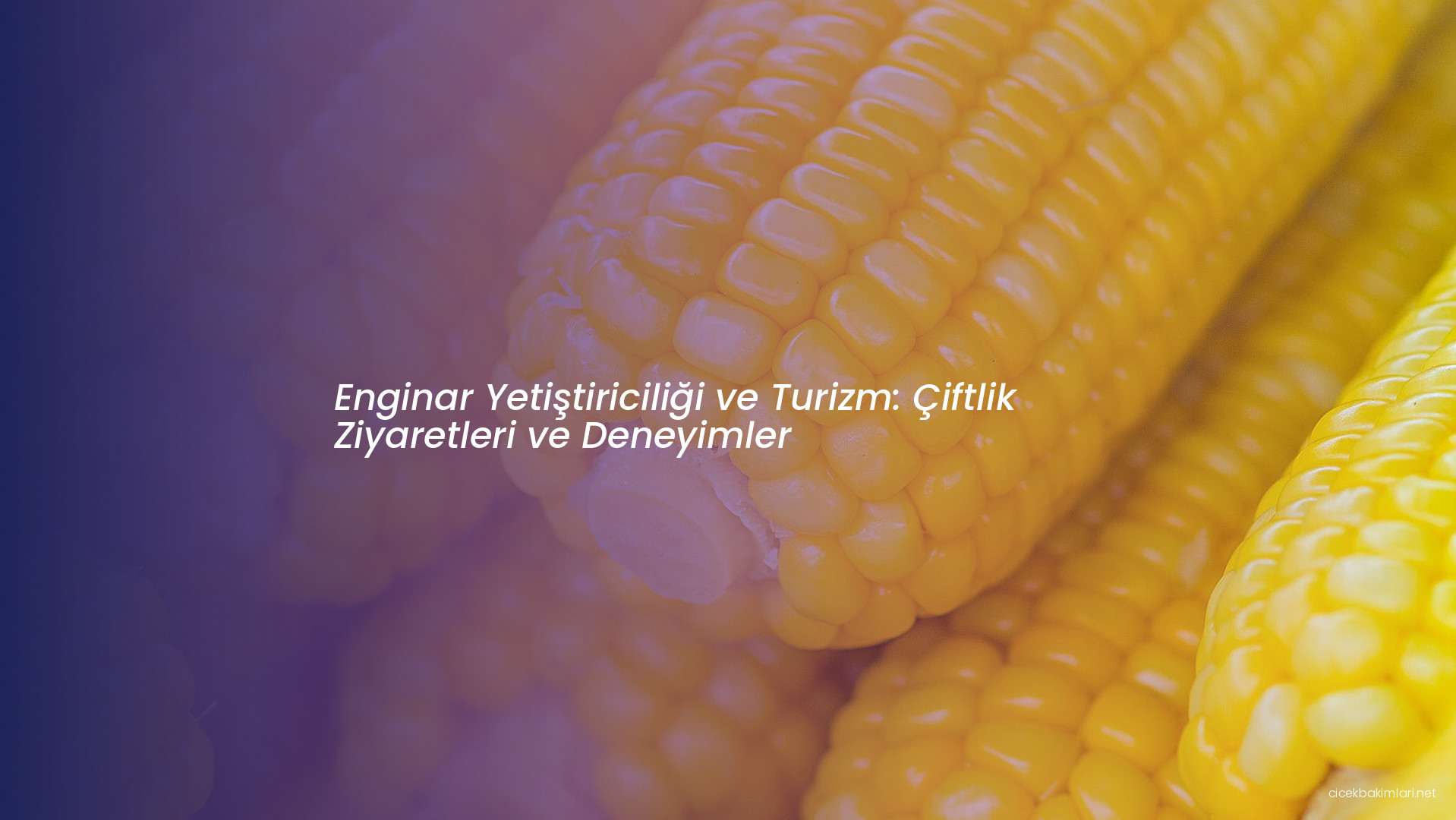 Enginar Yetiştiriciliği ve Turizm: Çiftlik Ziyaretleri ve Deneyimler