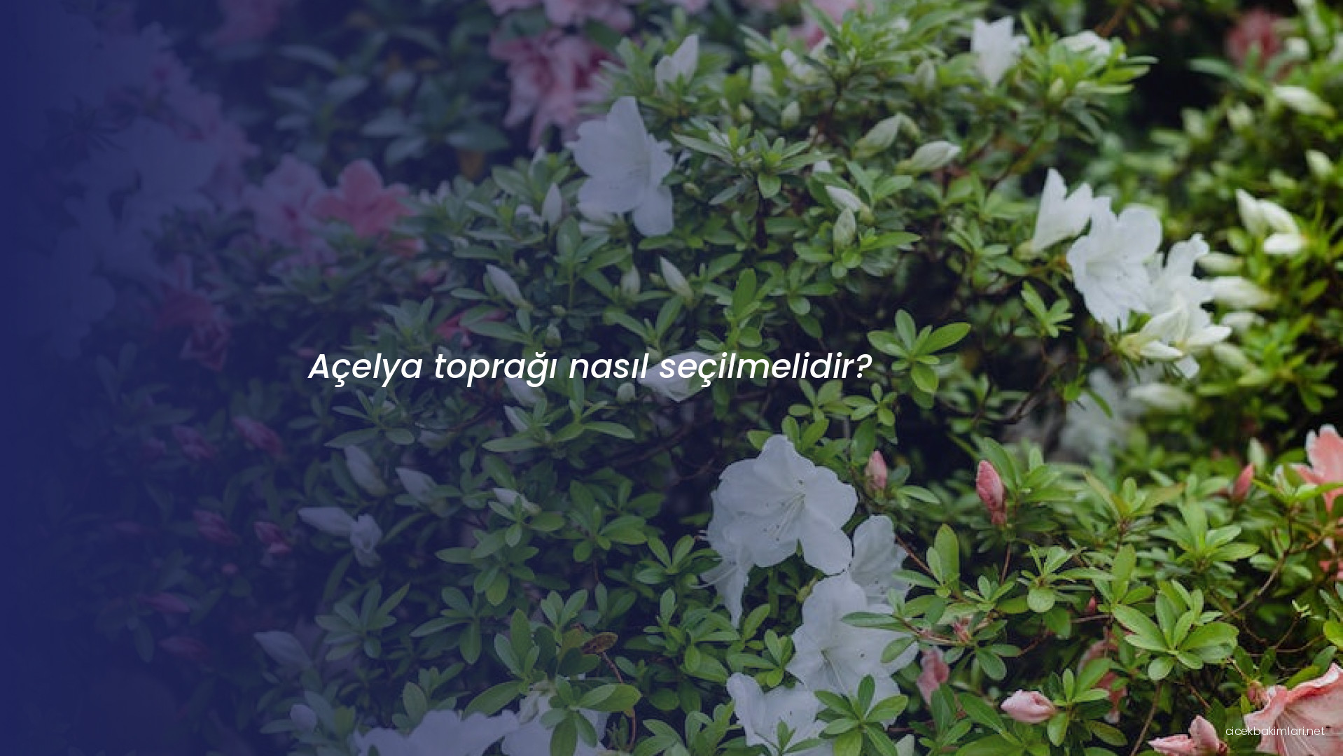 Açelya toprağı nasıl seçilmelidir?