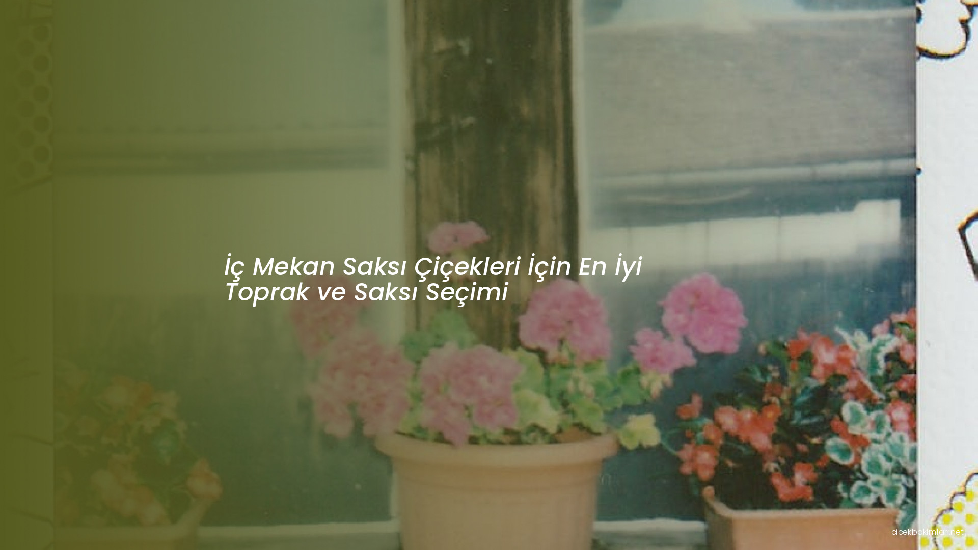İç Mekan Saksı Çiçekleri İçin En İyi Toprak ve Saksı Seçimi