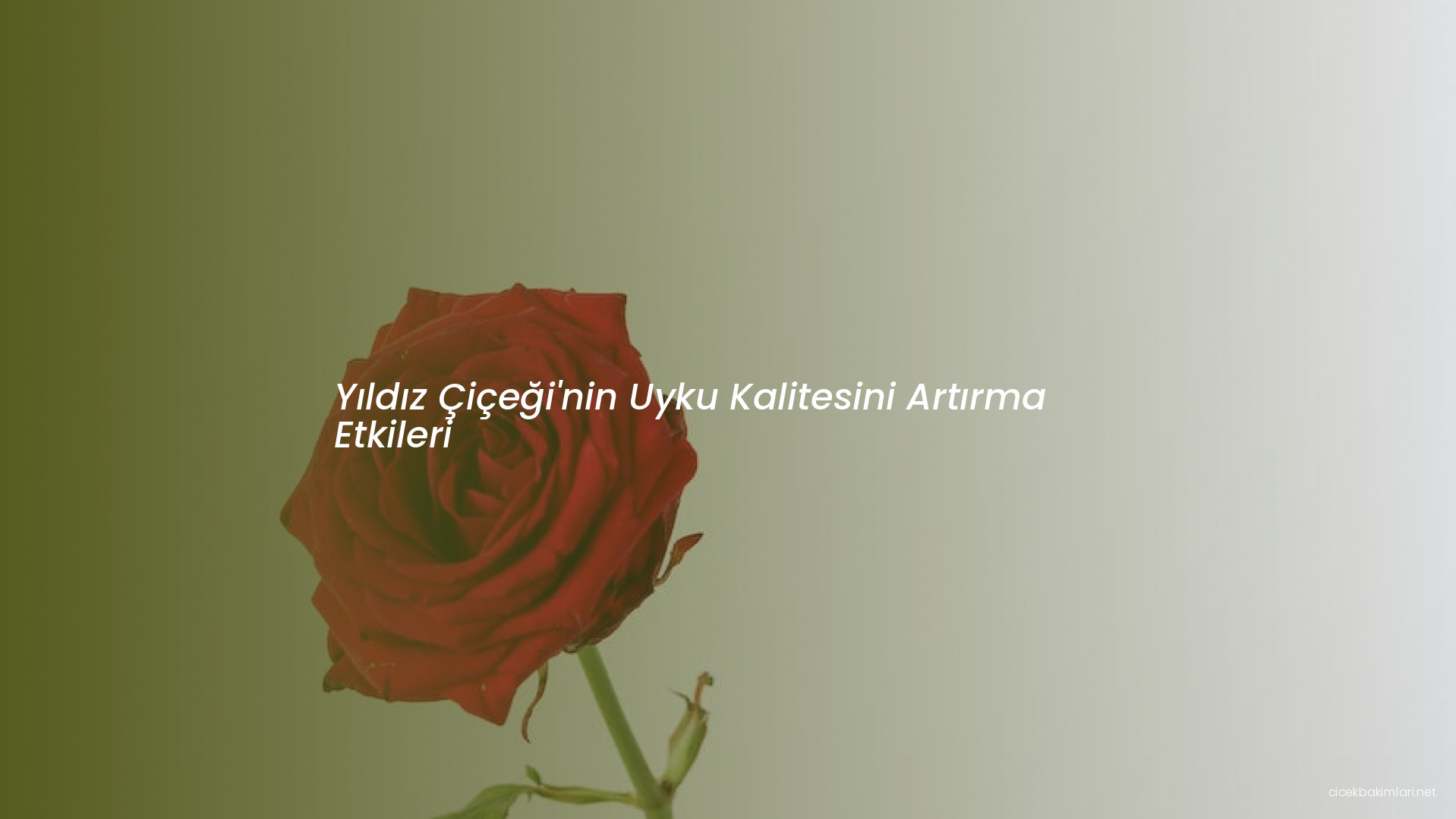 Yıldız Çiçeği'nin Uyku Kalitesini Artırma Etkileri