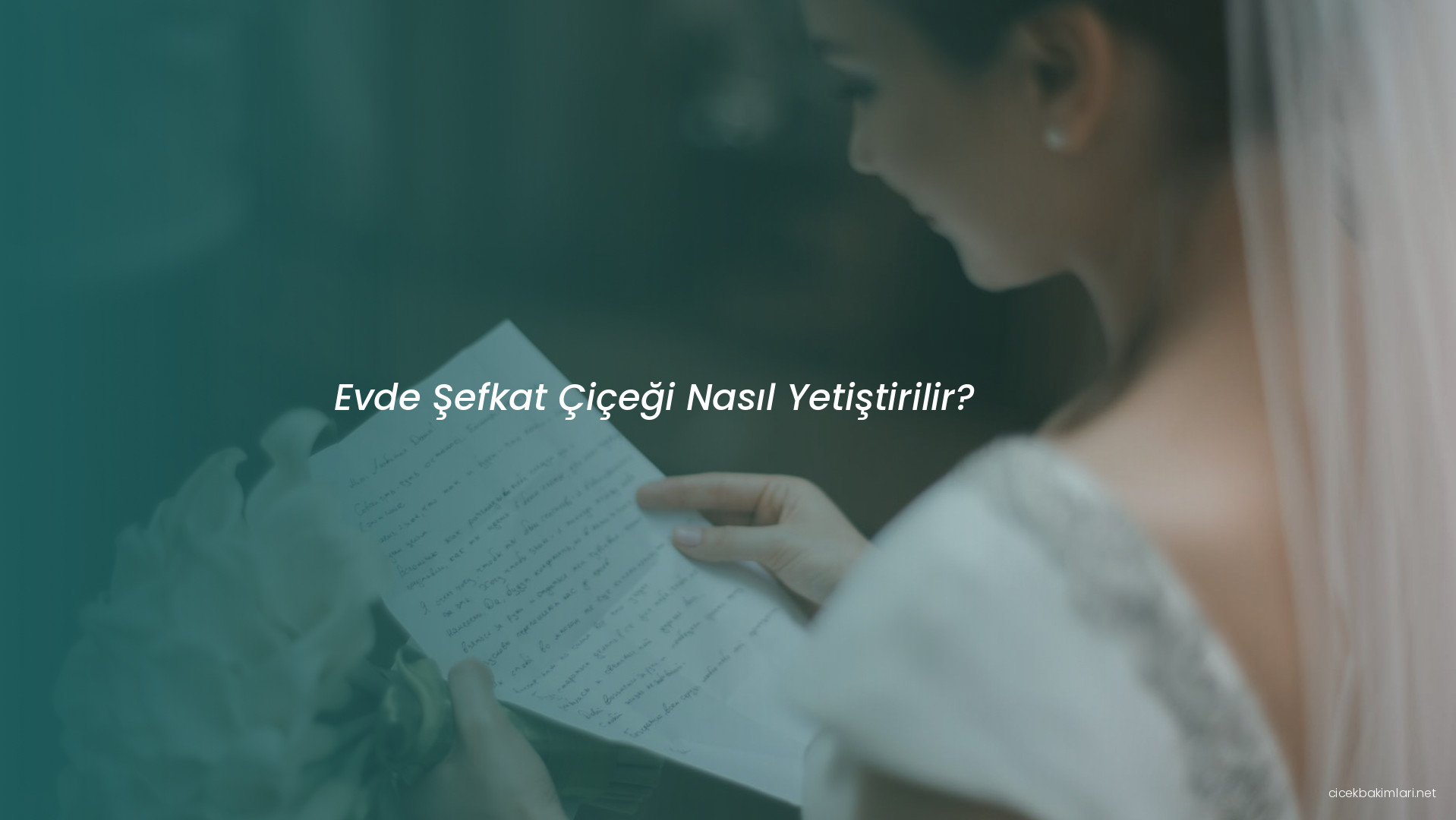 Evde Şefkat Çiçeği Nasıl Yetiştirilir?