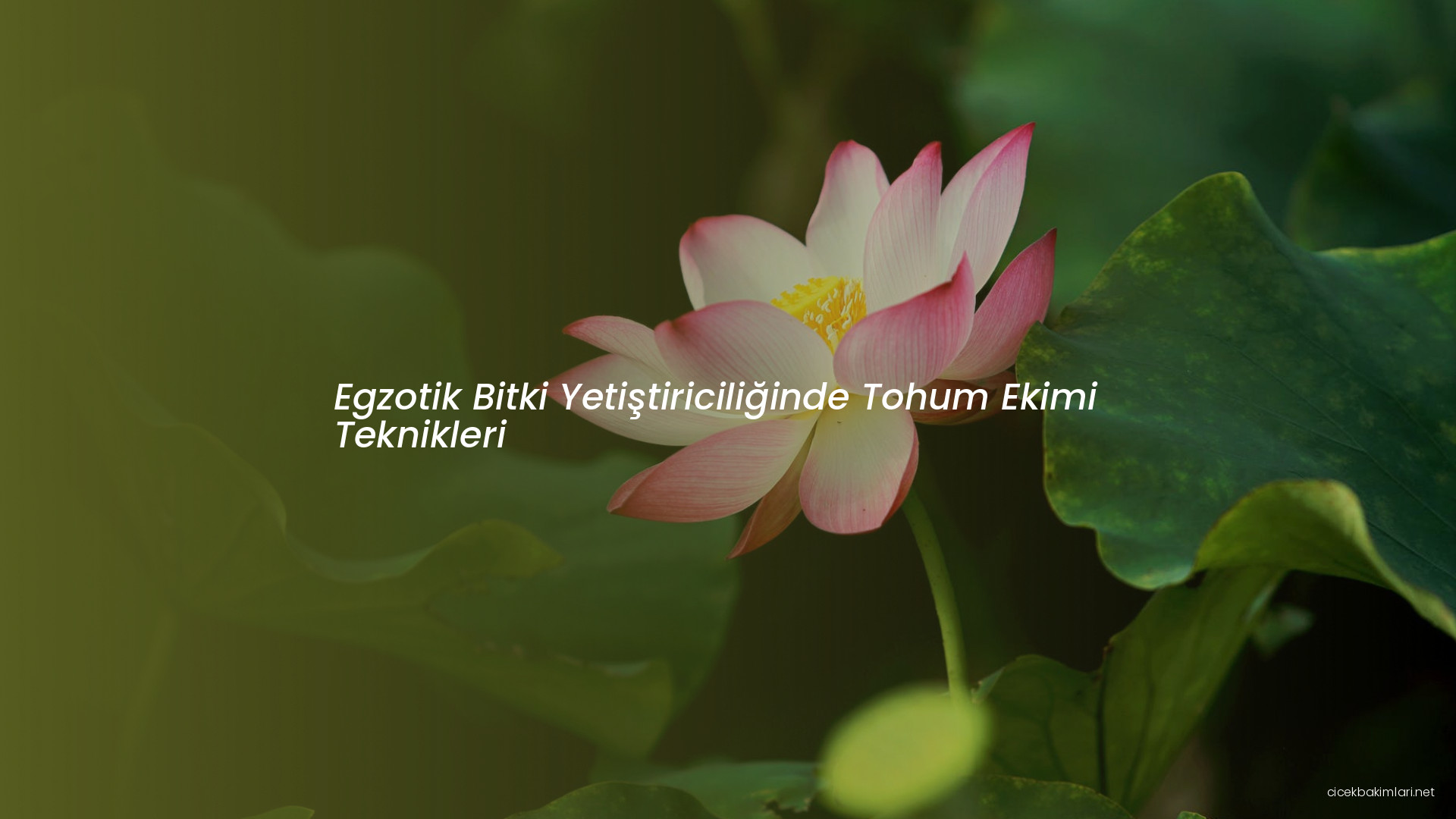 Egzotik Bitki Yetiştiriciliğinde Tohum Ekimi Teknikleri