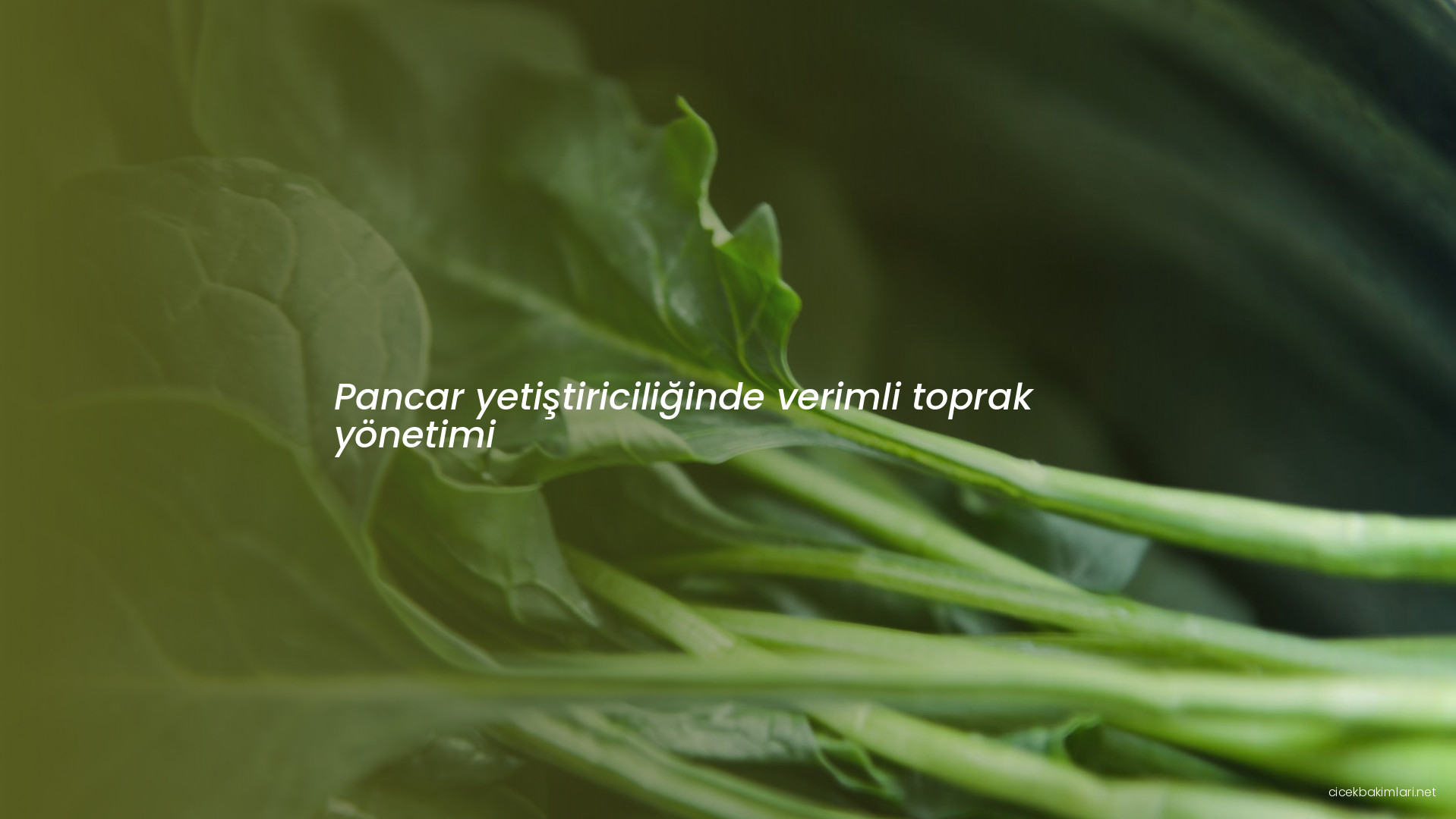 Pancar yetiştiriciliğinde verimli toprak yönetimi