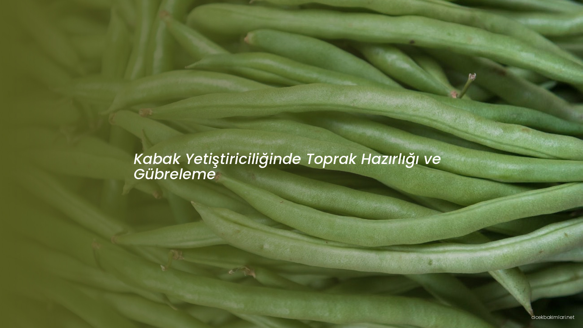 Kabak Yetiştiriciliğinde Toprak Hazırlığı ve Gübreleme