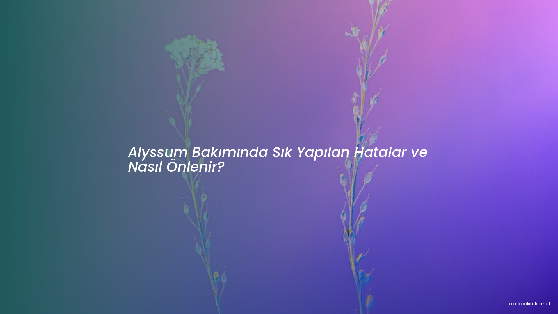 Alyssum Bakımında Sık Yapılan Hatalar ve Nasıl Önlenir?