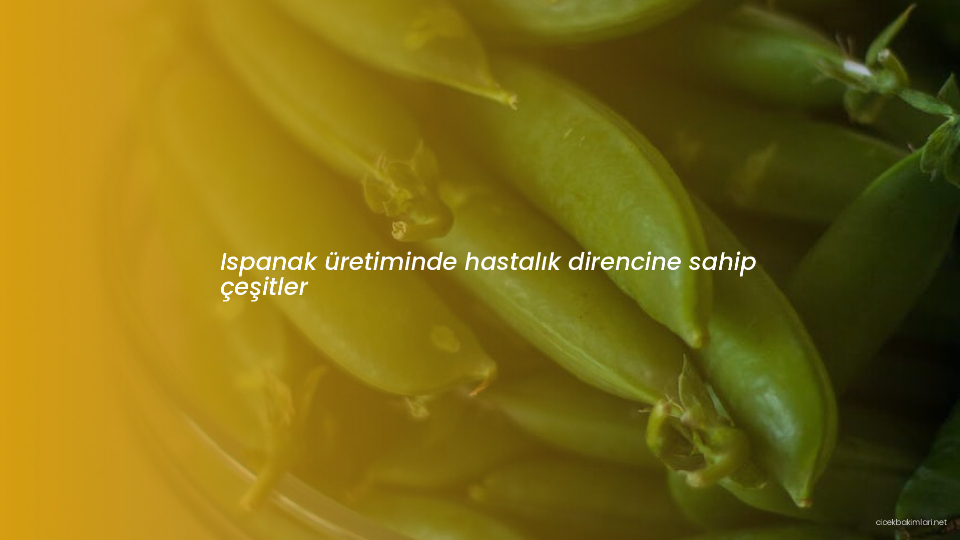 Ispanak üretiminde hastalık direncine sahip çeşitler