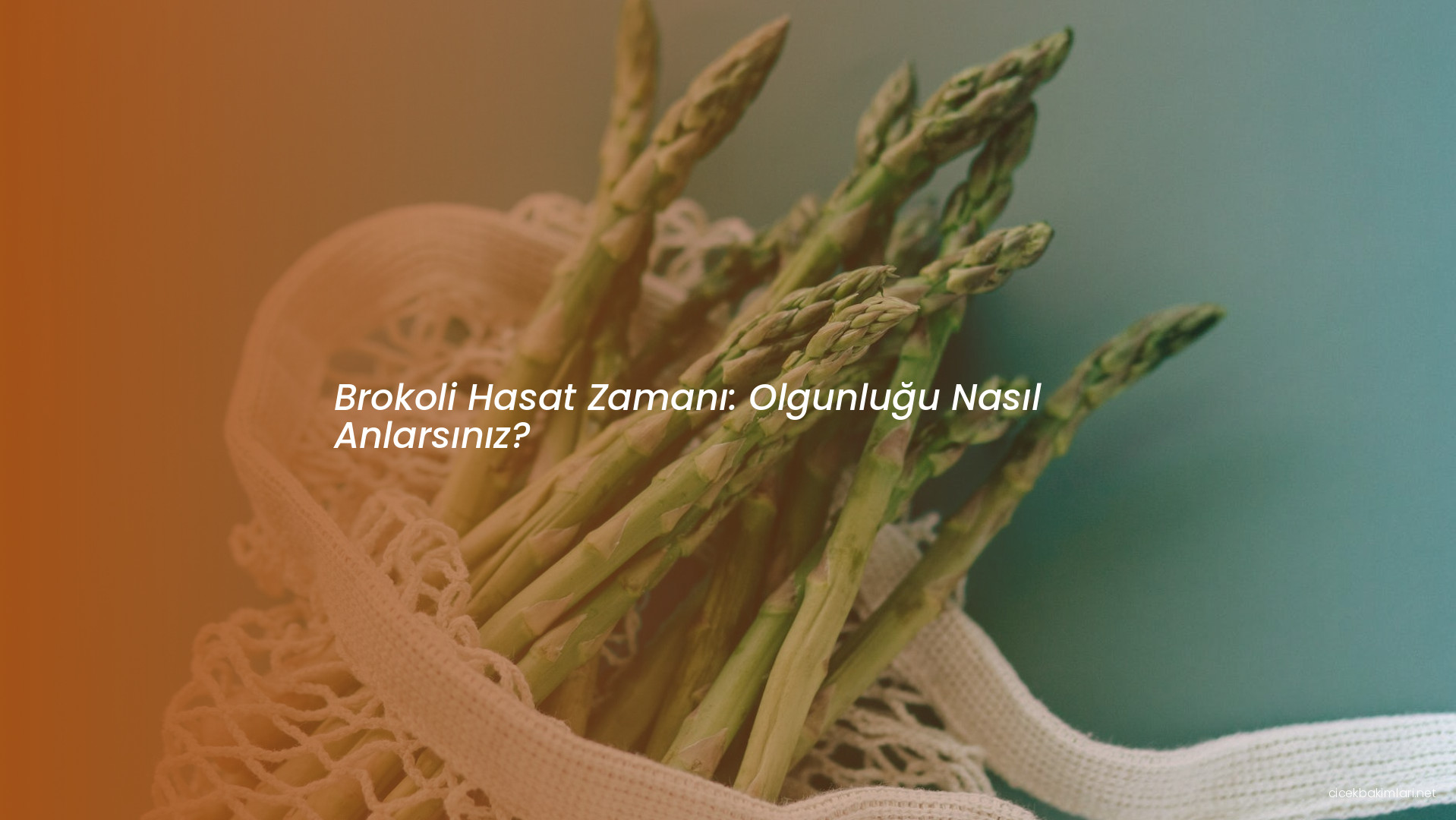 Brokoli Hasat Zamanı: Olgunluğu Nasıl Anlarsınız?