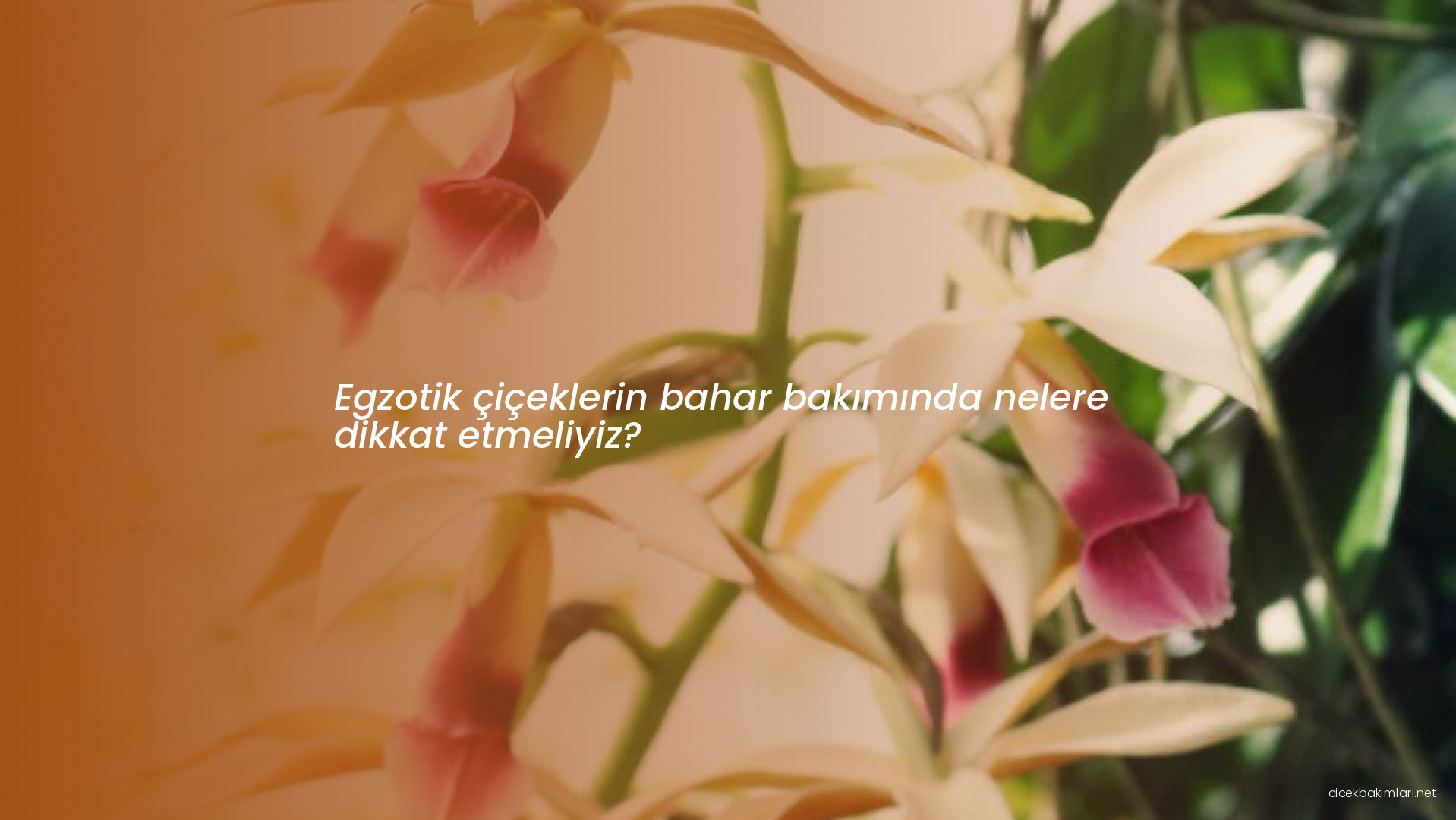 Egzotik çiçeklerin bahar bakımında nelere dikkat etmeliyiz?