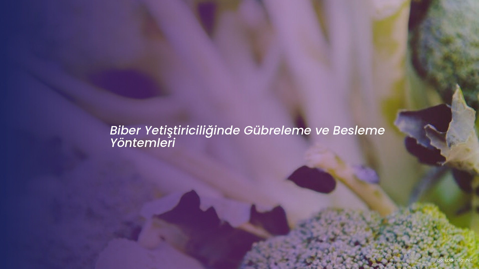 Biber Yetiştiriciliğinde Gübreleme ve Besleme Yöntemleri