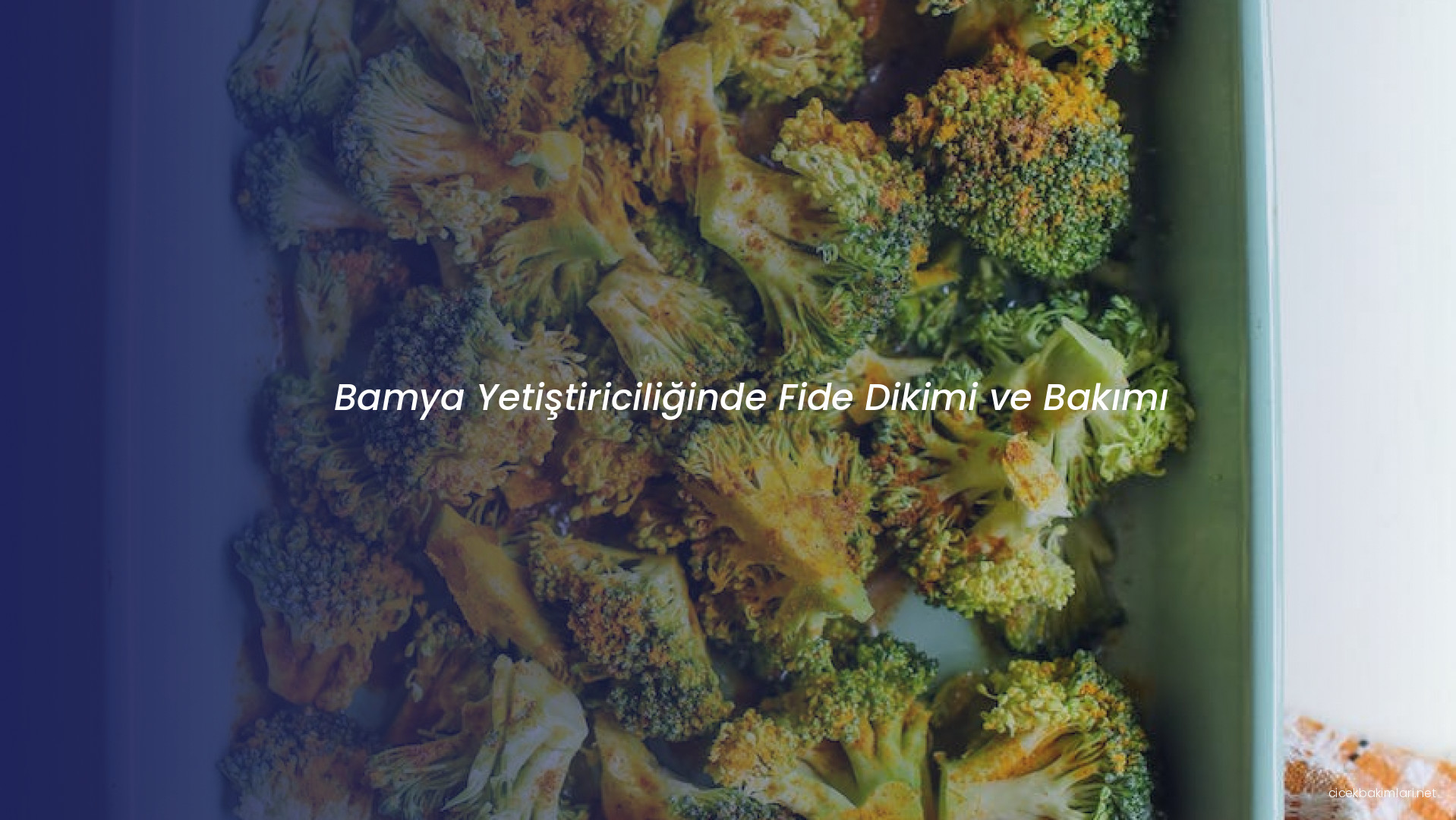 Bamya Yetiştiriciliğinde Fide Dikimi ve Bakımı