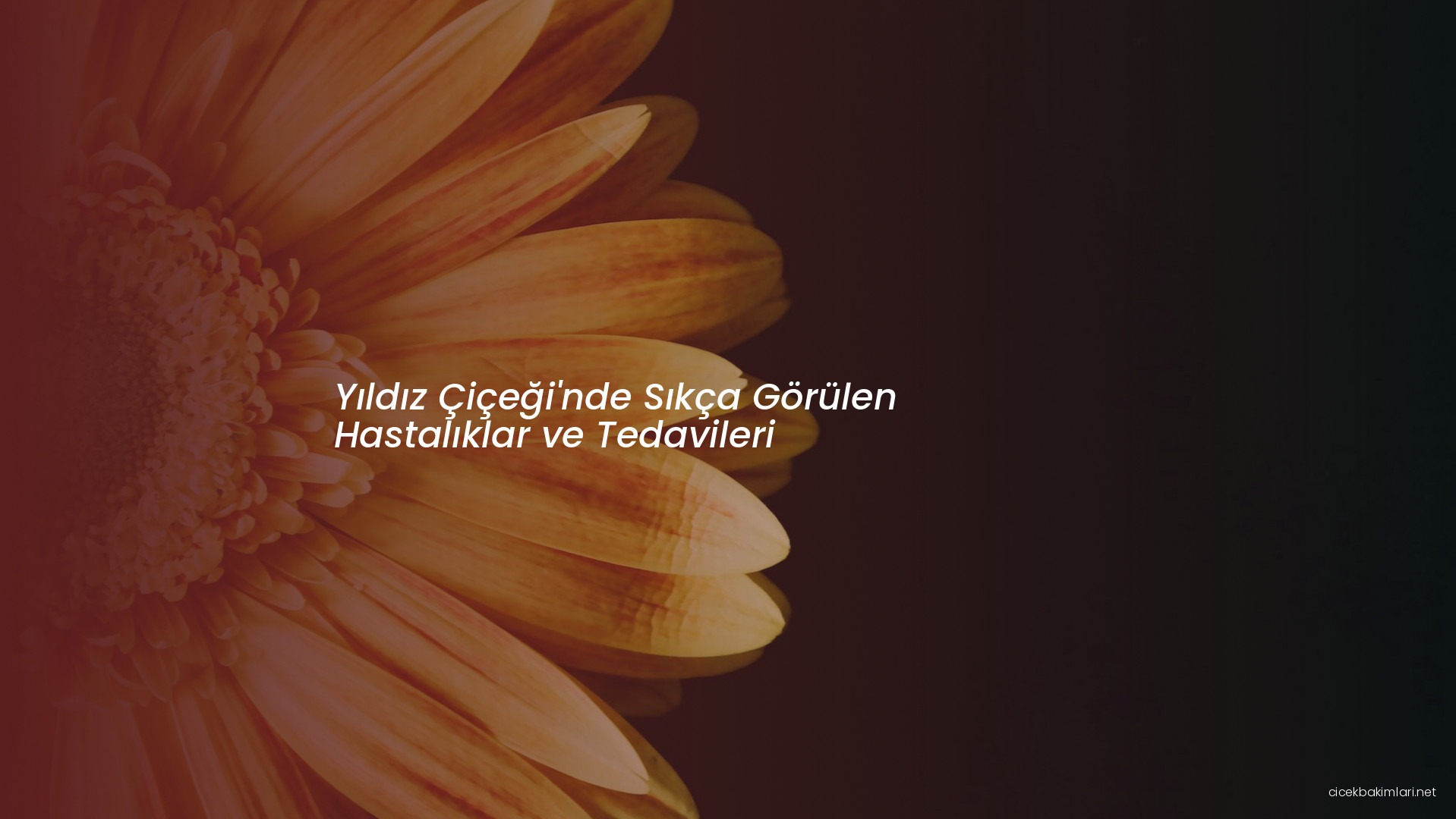 Yıldız Çiçeği'nde Sıkça Görülen Hastalıklar ve Tedavileri