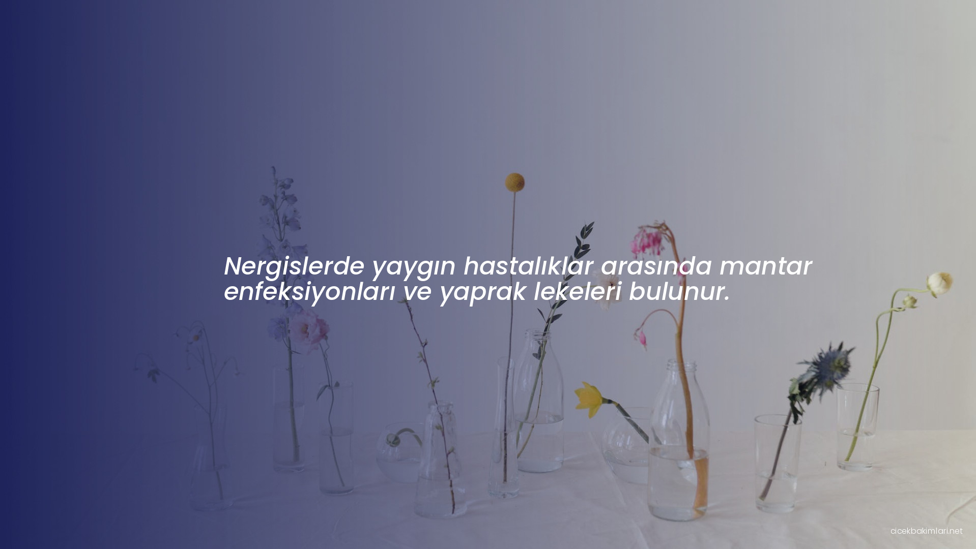 Nergislerde yaygın hastalıklar arasında mantar enfeksiyonları ve yaprak lekeleri bulunur.