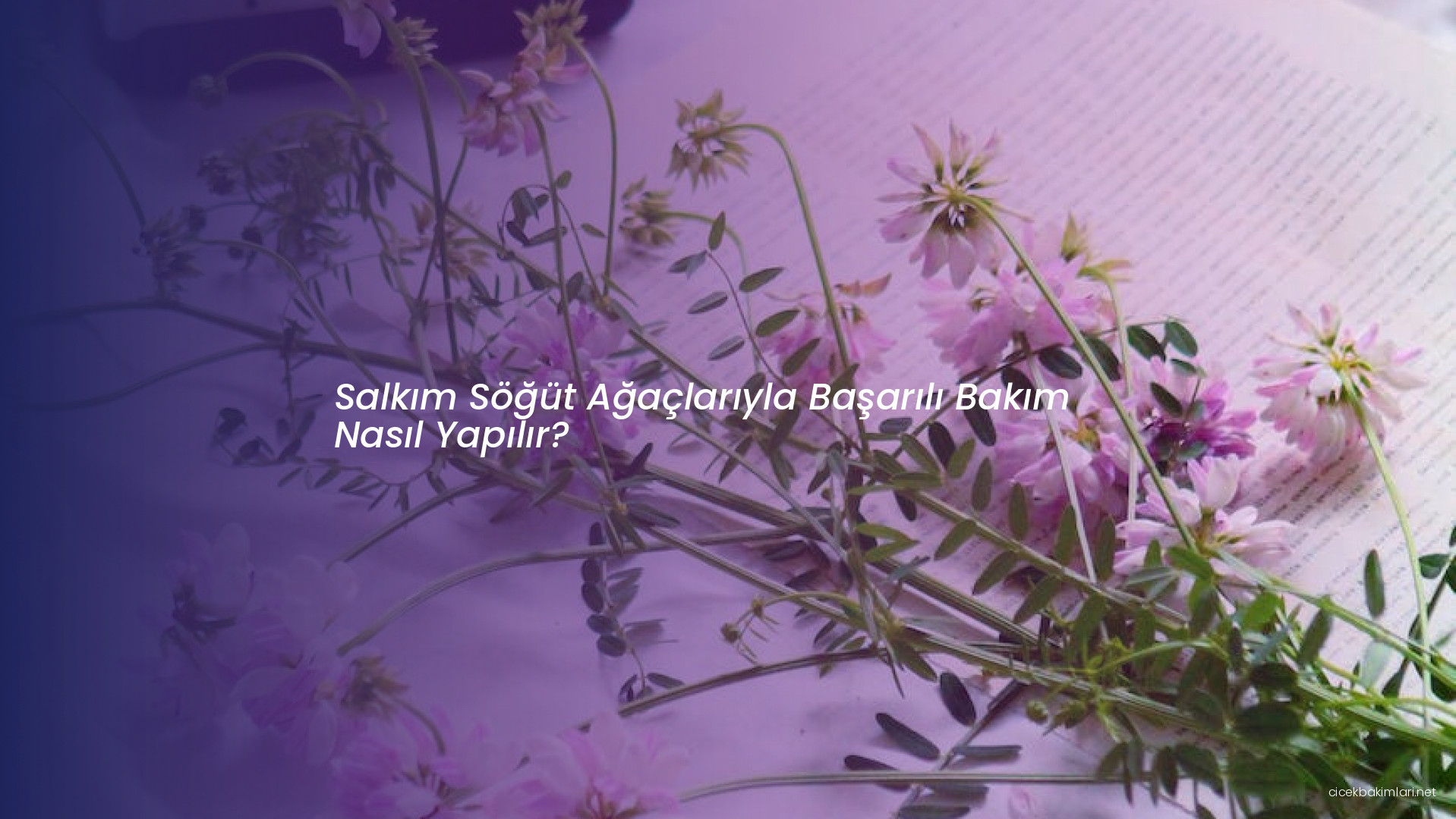 Salkım Söğüt Ağaçlarıyla Başarılı Bakım Nasıl Yapılır?