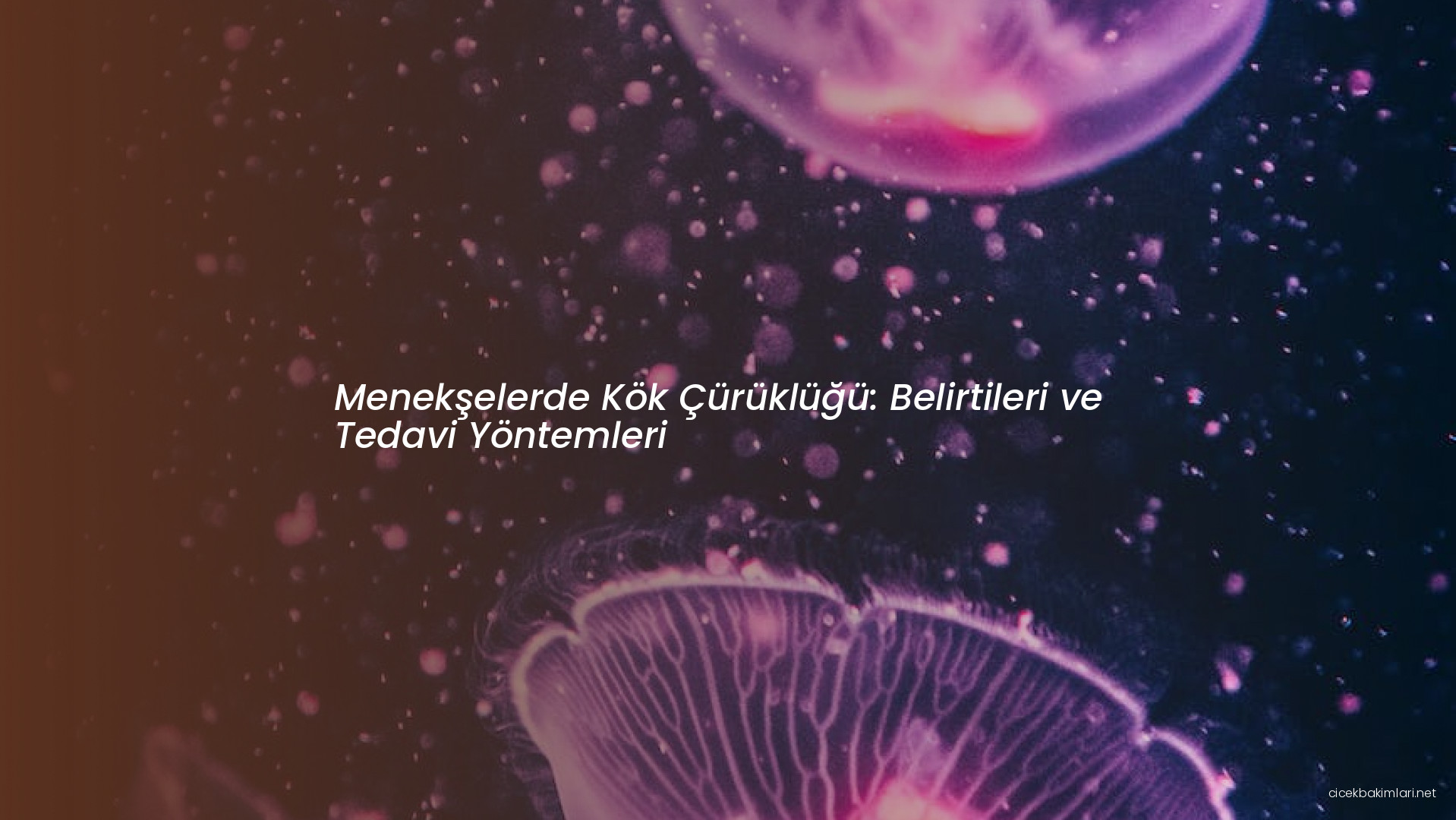 Menekşelerde Kök Çürüklüğü: Belirtileri ve Tedavi Yöntemleri