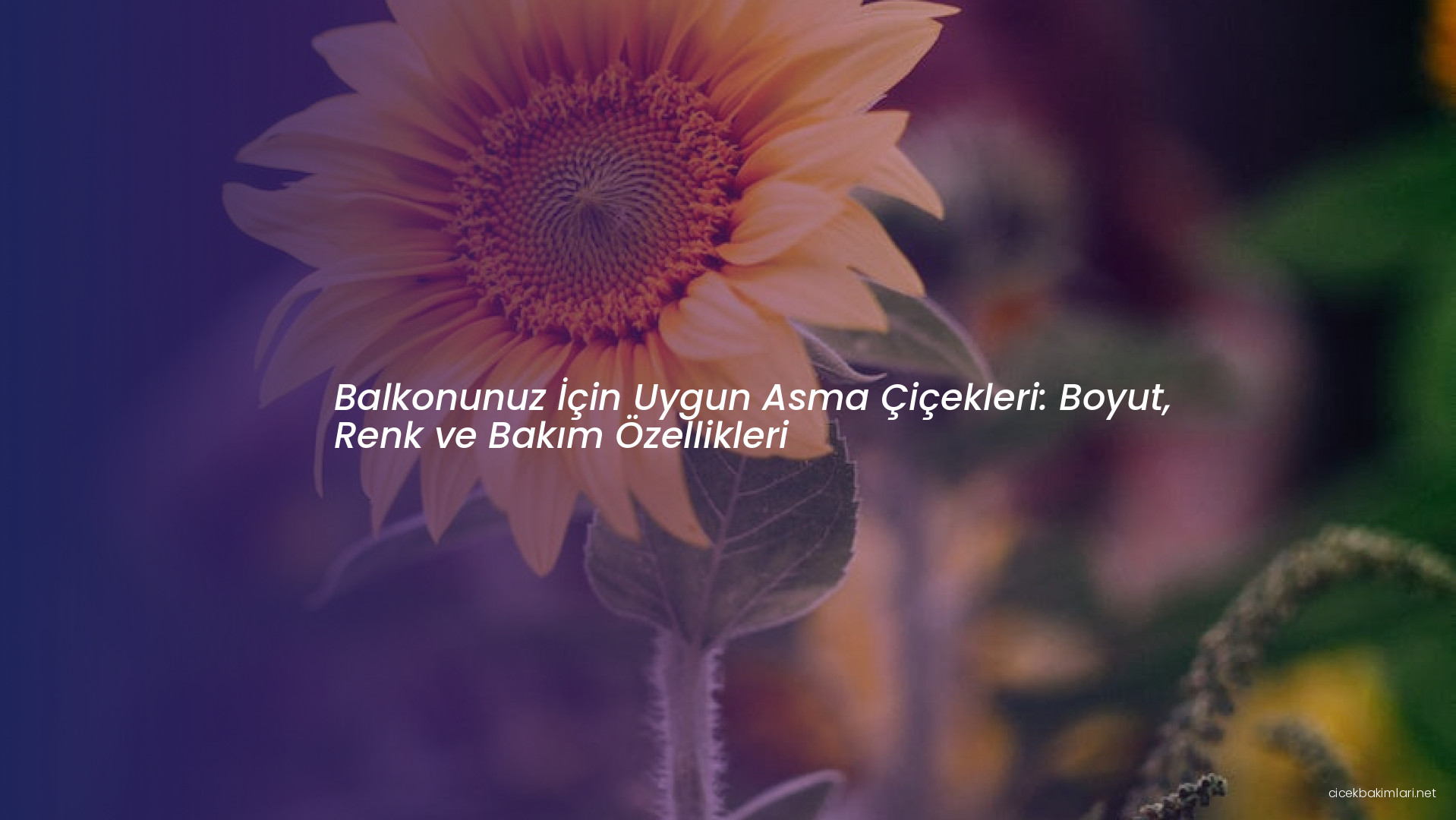 Balkonunuz İçin Uygun Asma Çiçekleri: Boyut, Renk ve Bakım Özellikleri