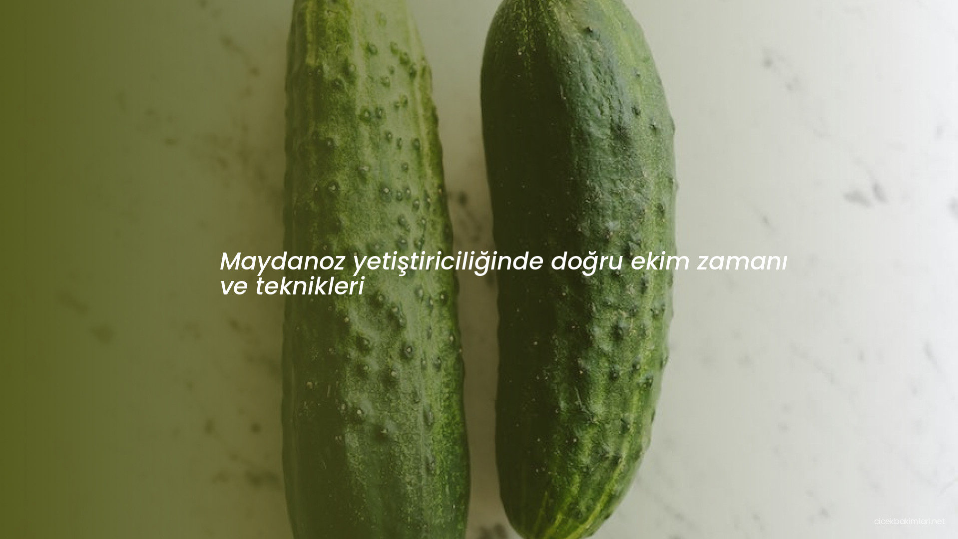 Maydanoz yetiştiriciliğinde doğru ekim zamanı ve teknikleri