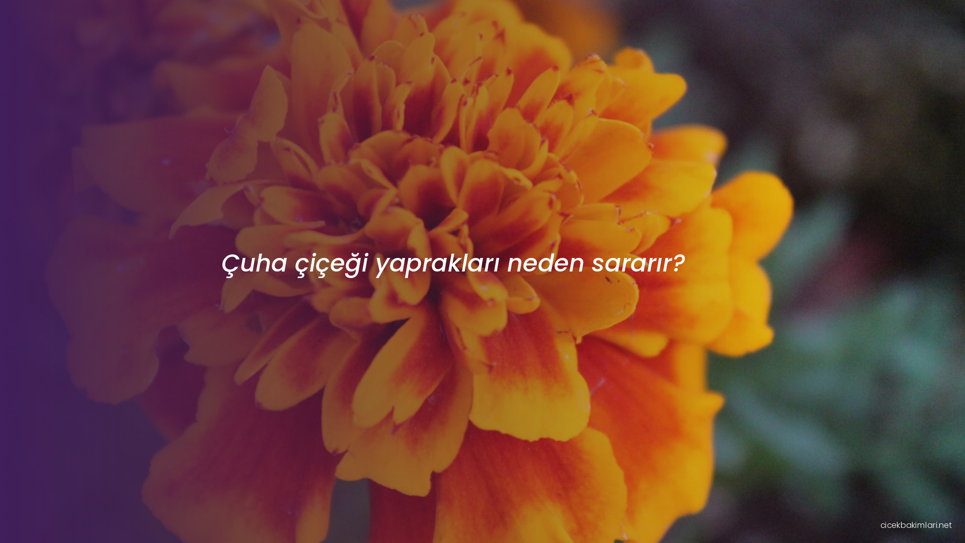 Çuha çiçeği yaprakları neden sararır?