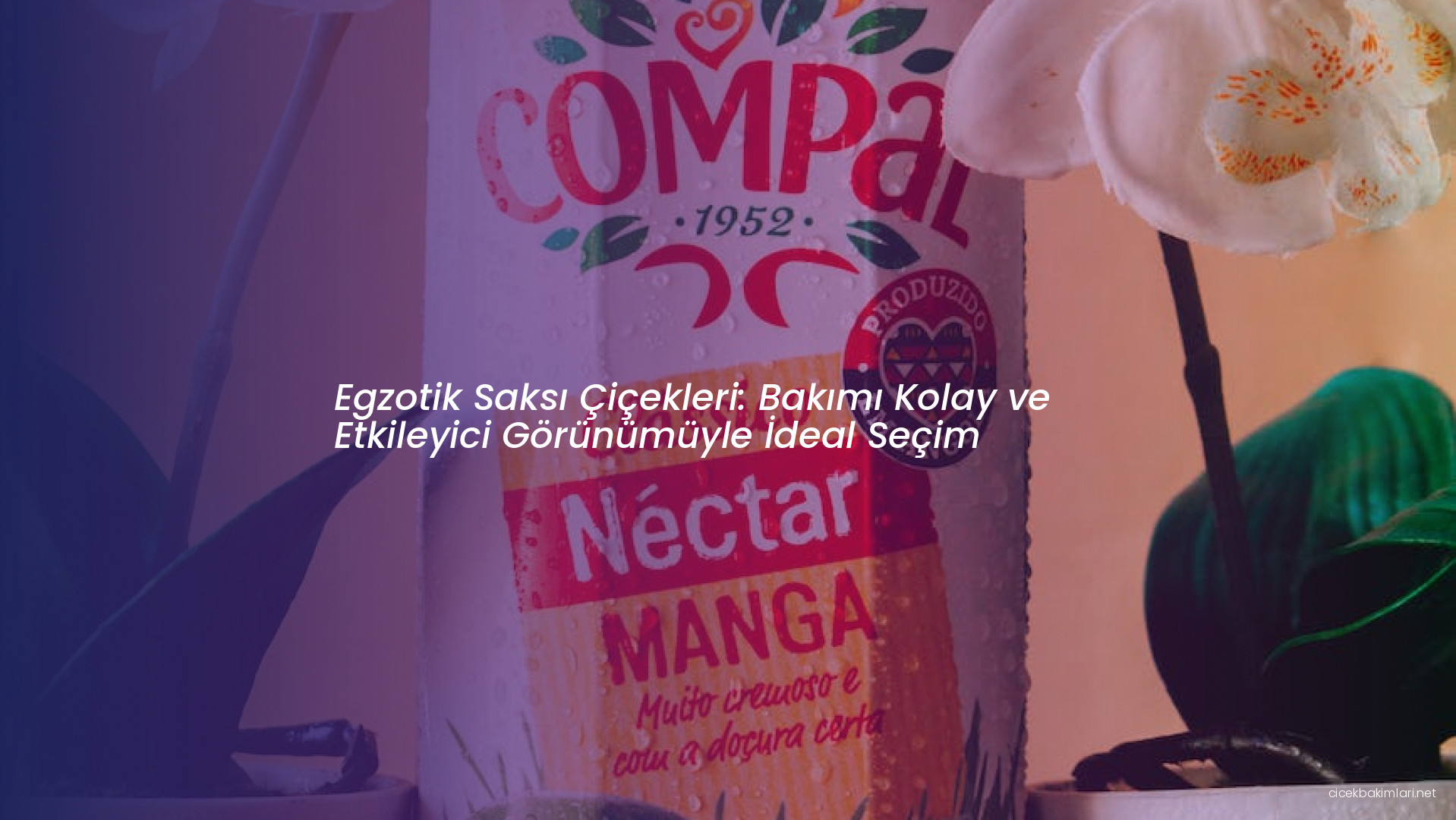Egzotik Saksı Çiçekleri: Bakımı Kolay ve Etkileyici Görünümüyle İdeal Seçim